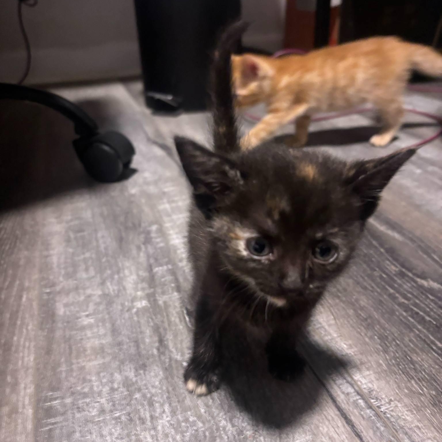 Enlarge Pebbles, an adopted Domestic Short Hair in Vine Grove, KY image 4/6