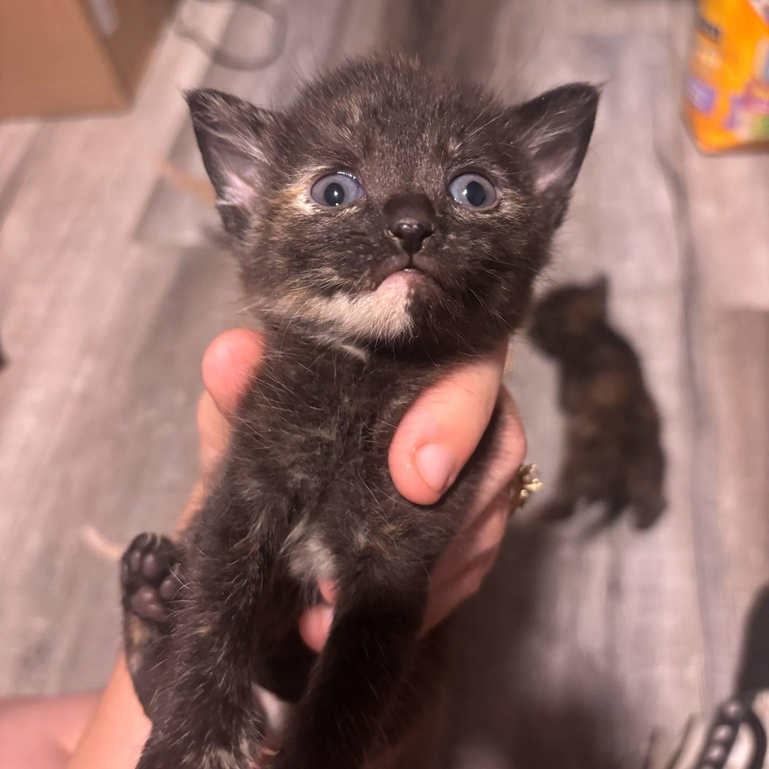 Enlarge Pebbles, an adopted Domestic Short Hair in Vine Grove, KY image 5/6