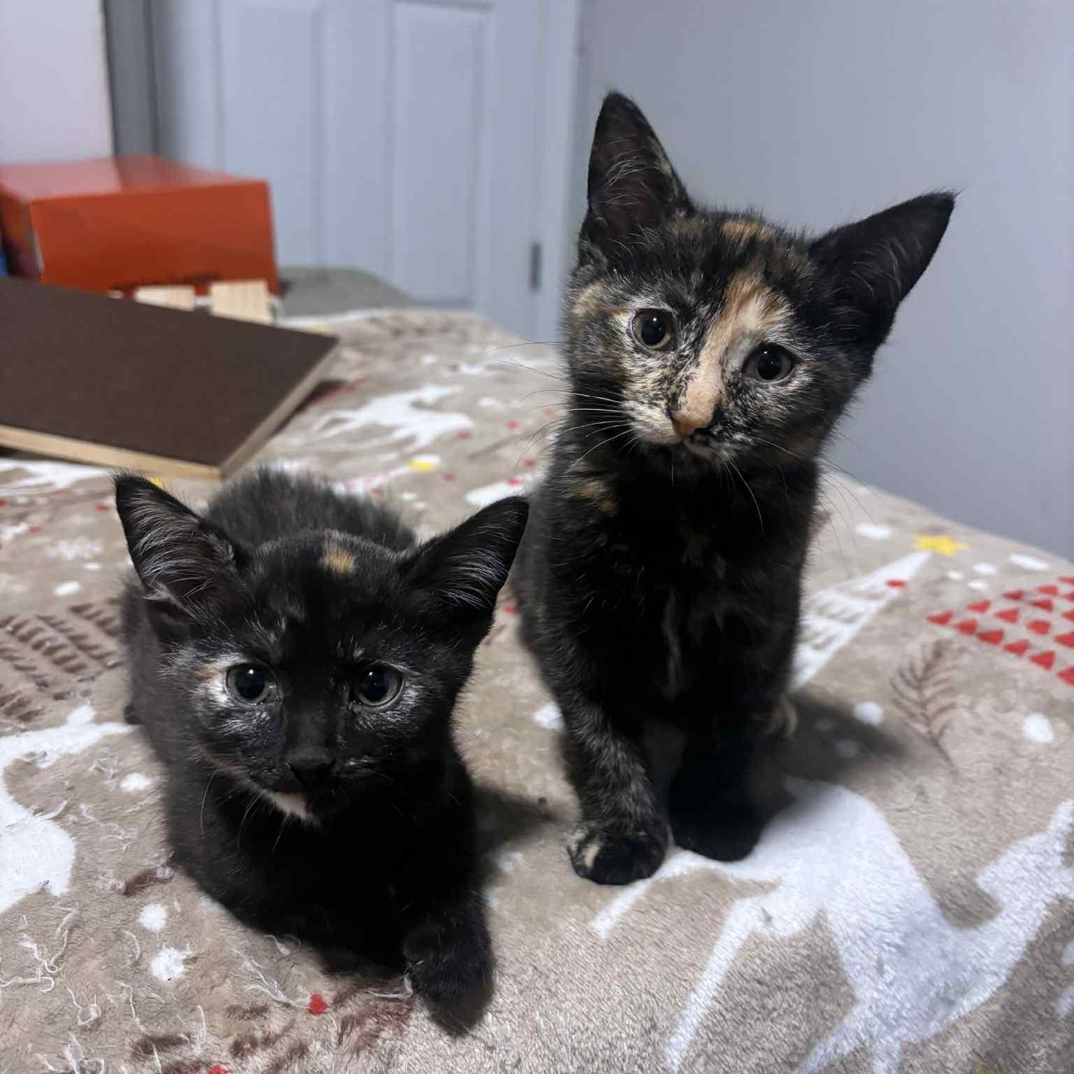 Enlarge Pebbles, an adopted Domestic Short Hair in Vine Grove, KY image 6/6