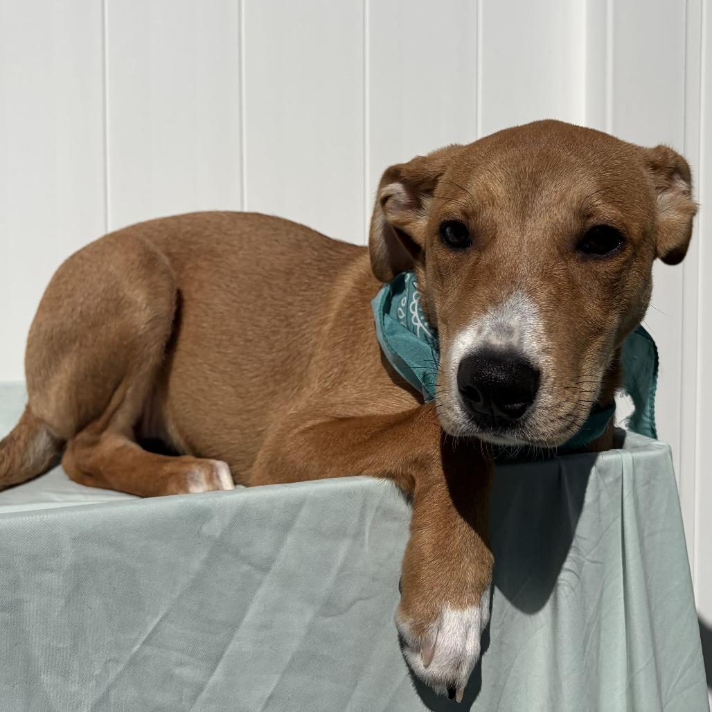 Zion, Adoptable, Puppy Female Mixed Breed & Mixed Breed.