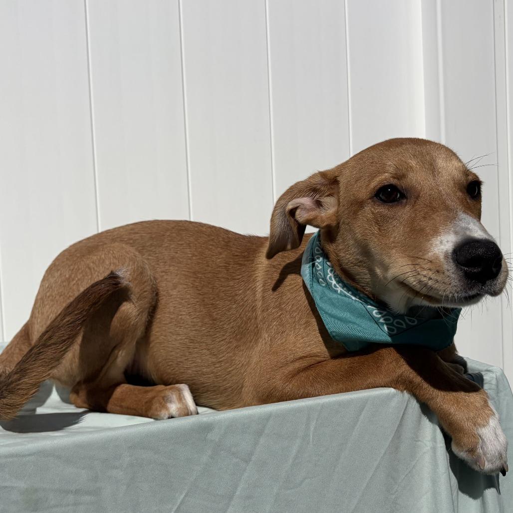 Enlarge Zion, a Adoptable mixed breed in Canal Winchester, OH image 2/2