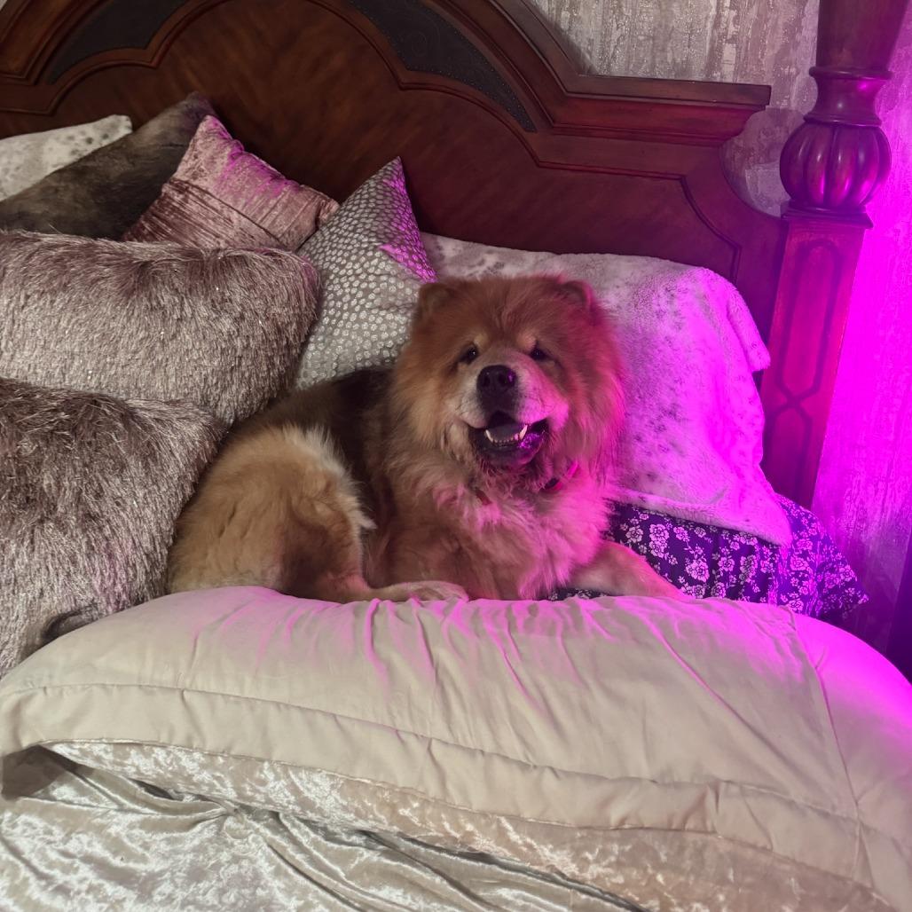 Denzel--In Foster***ADOPTION PENDING***, Adoptable, Adult Male Chow Chow.