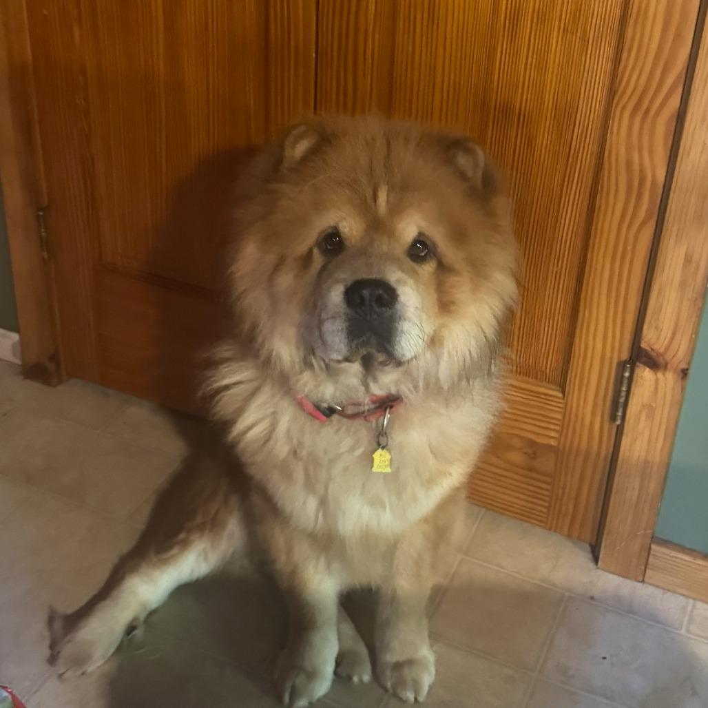 Enlarge Denzel--In Foster***ADOPTION PENDING***, a Adoptable Chow Chow in Fargo, ND image 2/6