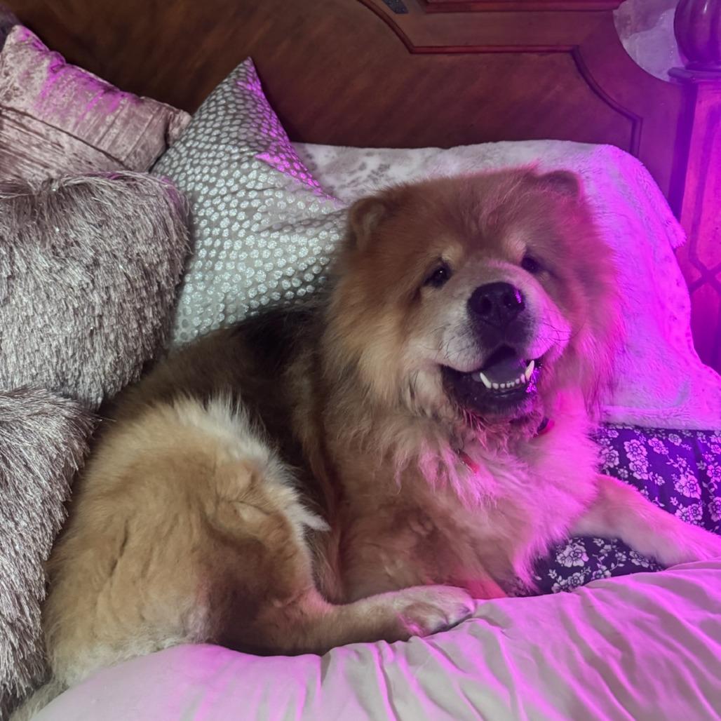 Enlarge Denzel--In Foster***ADOPTION PENDING***, a Adoptable Chow Chow in Fargo, ND image 3/6