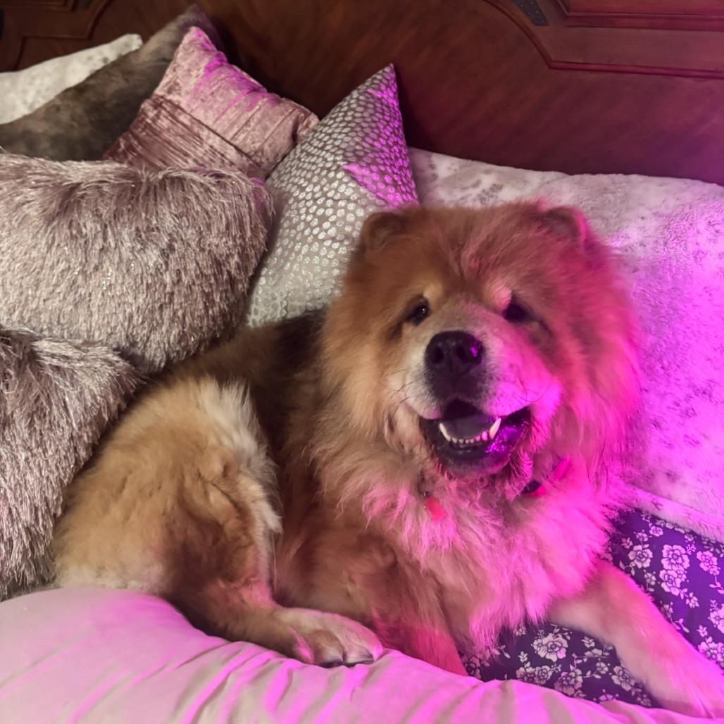 Enlarge Denzel--In Foster***ADOPTION PENDING***, a Adoptable Chow Chow in Fargo, ND image 4/6