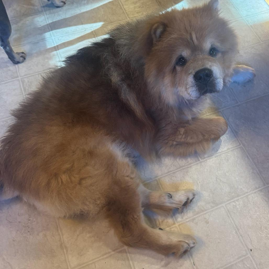 Enlarge Denzel--In Foster***ADOPTION PENDING***, a Adoptable Chow Chow in Fargo, ND image 5/6