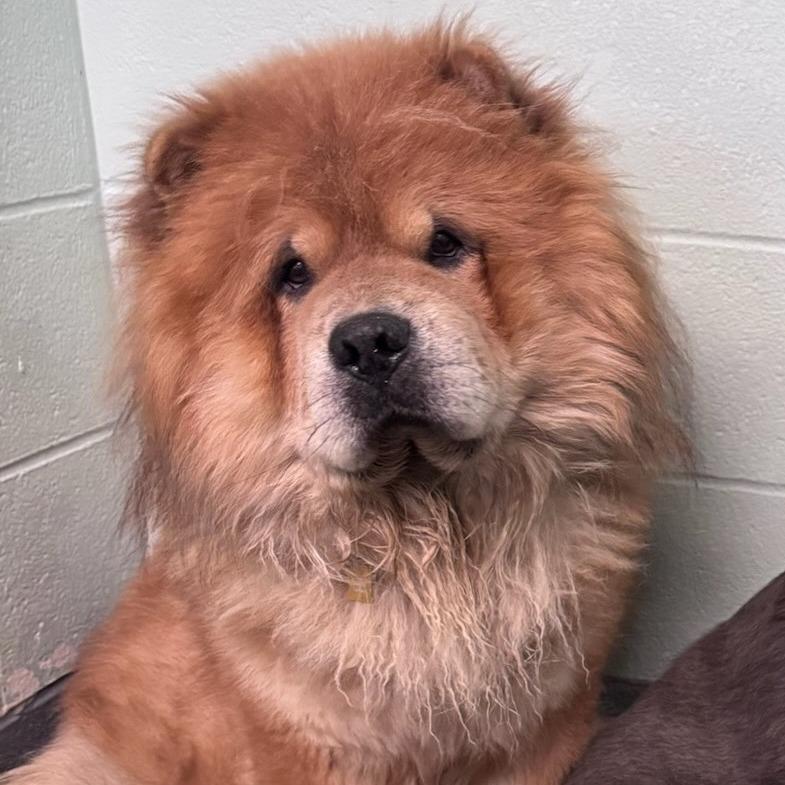 Enlarge Denzel--In Foster***ADOPTION PENDING***, a Adoptable Chow Chow in Fargo, ND image 6/6