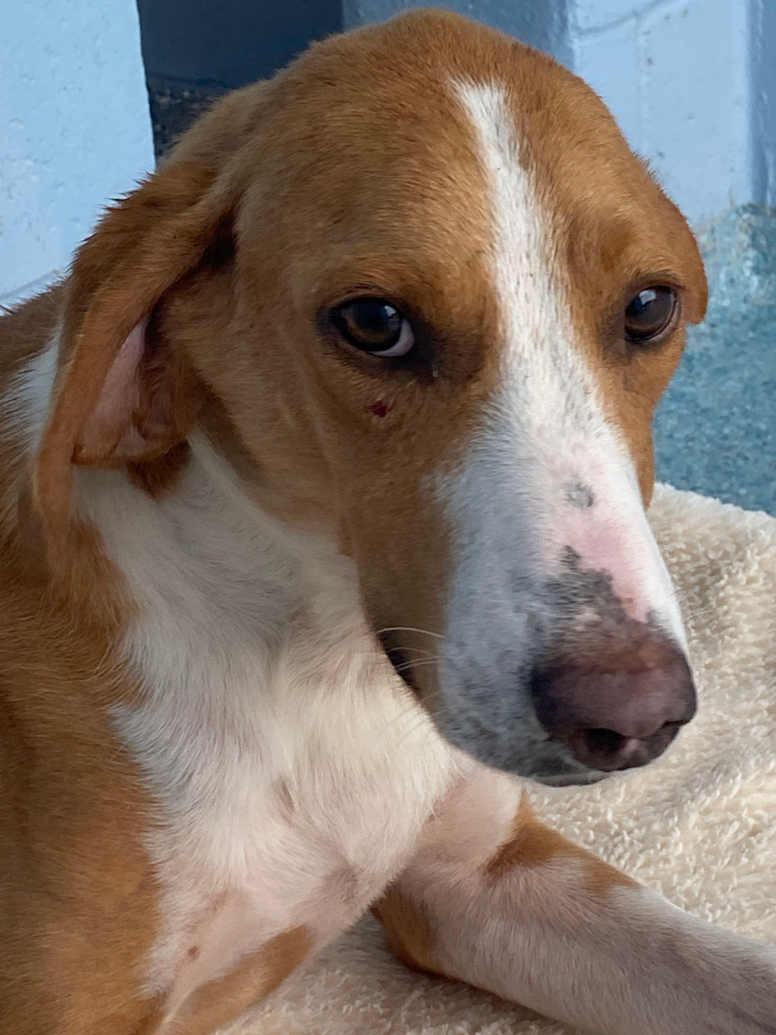 Cody, Adoptable, Adult Male Hound.