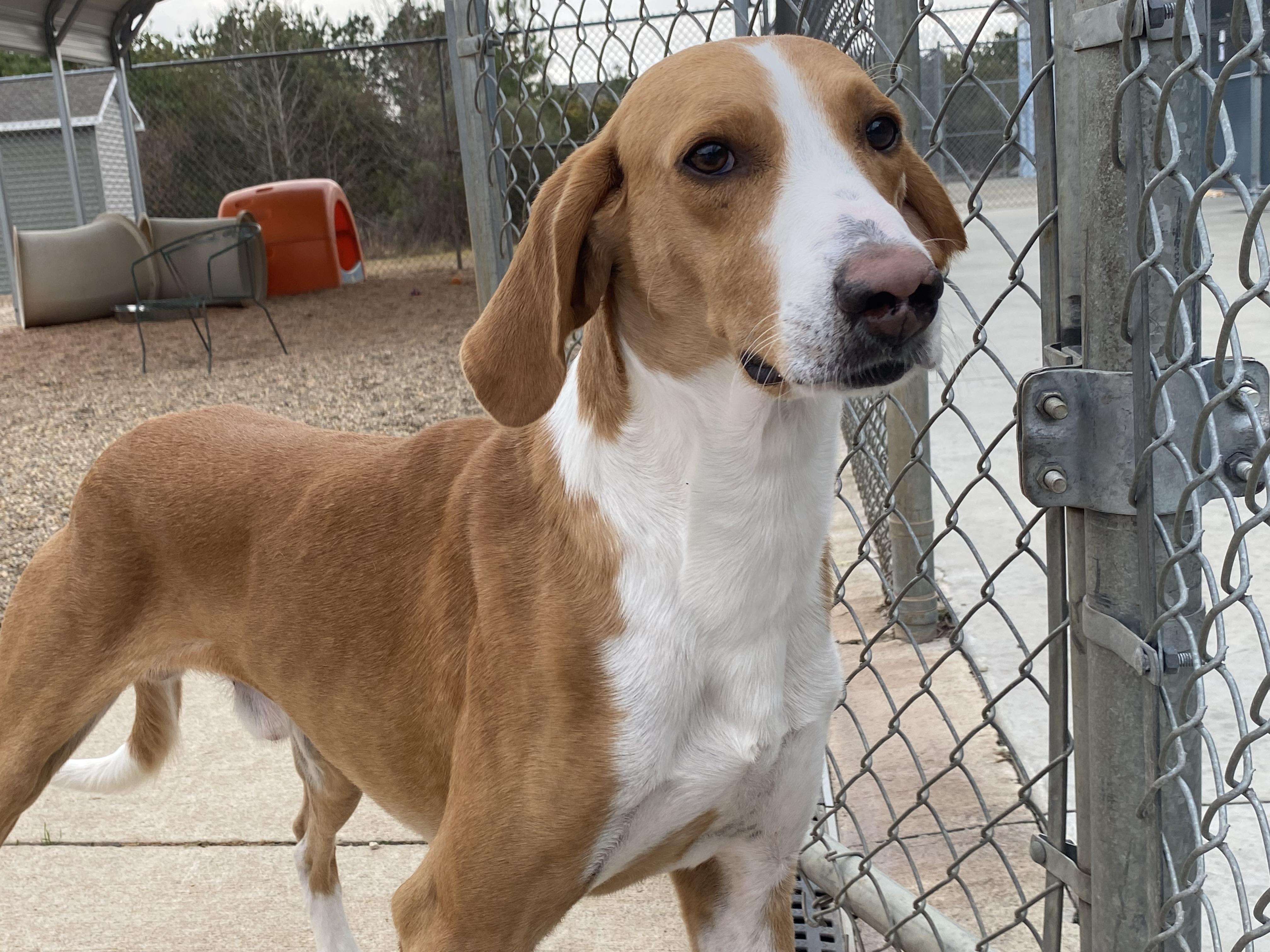 Cody, Adoptable, Adult Male Hound.