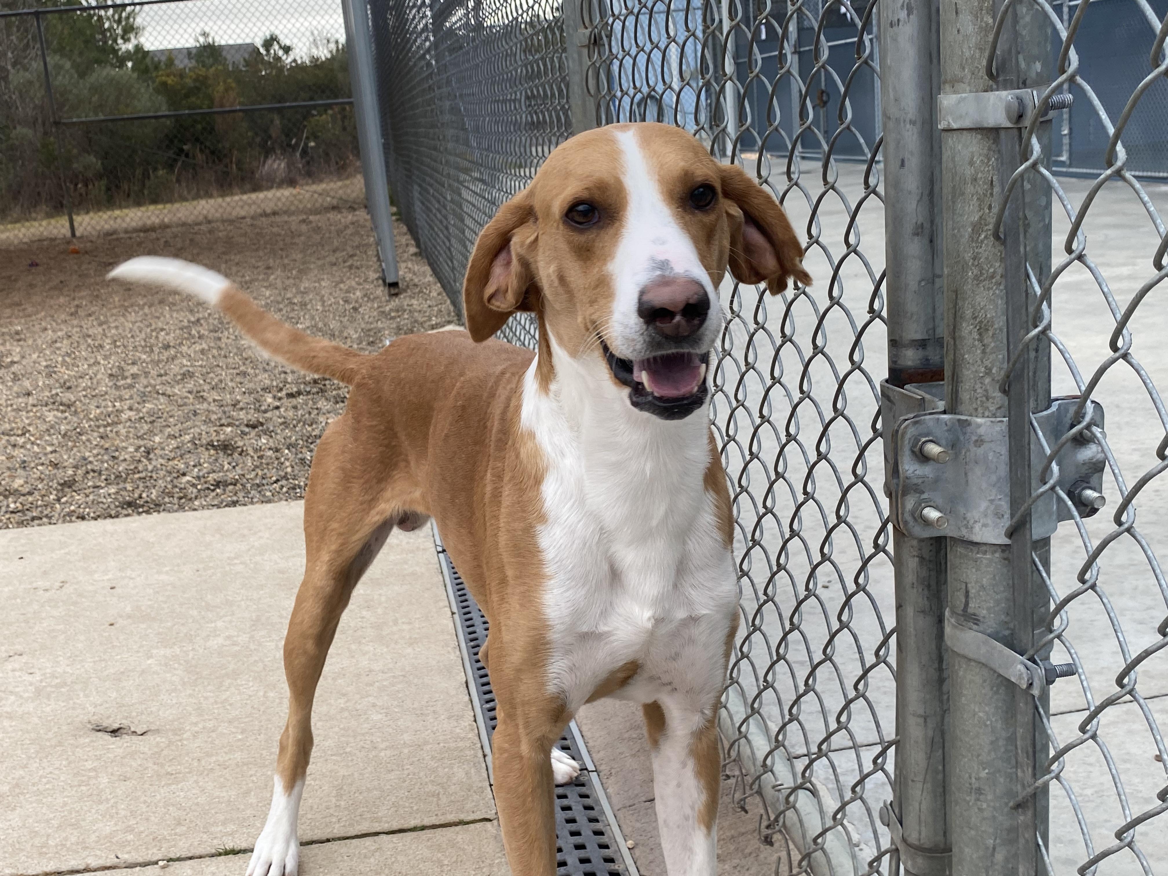 Cody, Adoptable, Adult Male Hound.