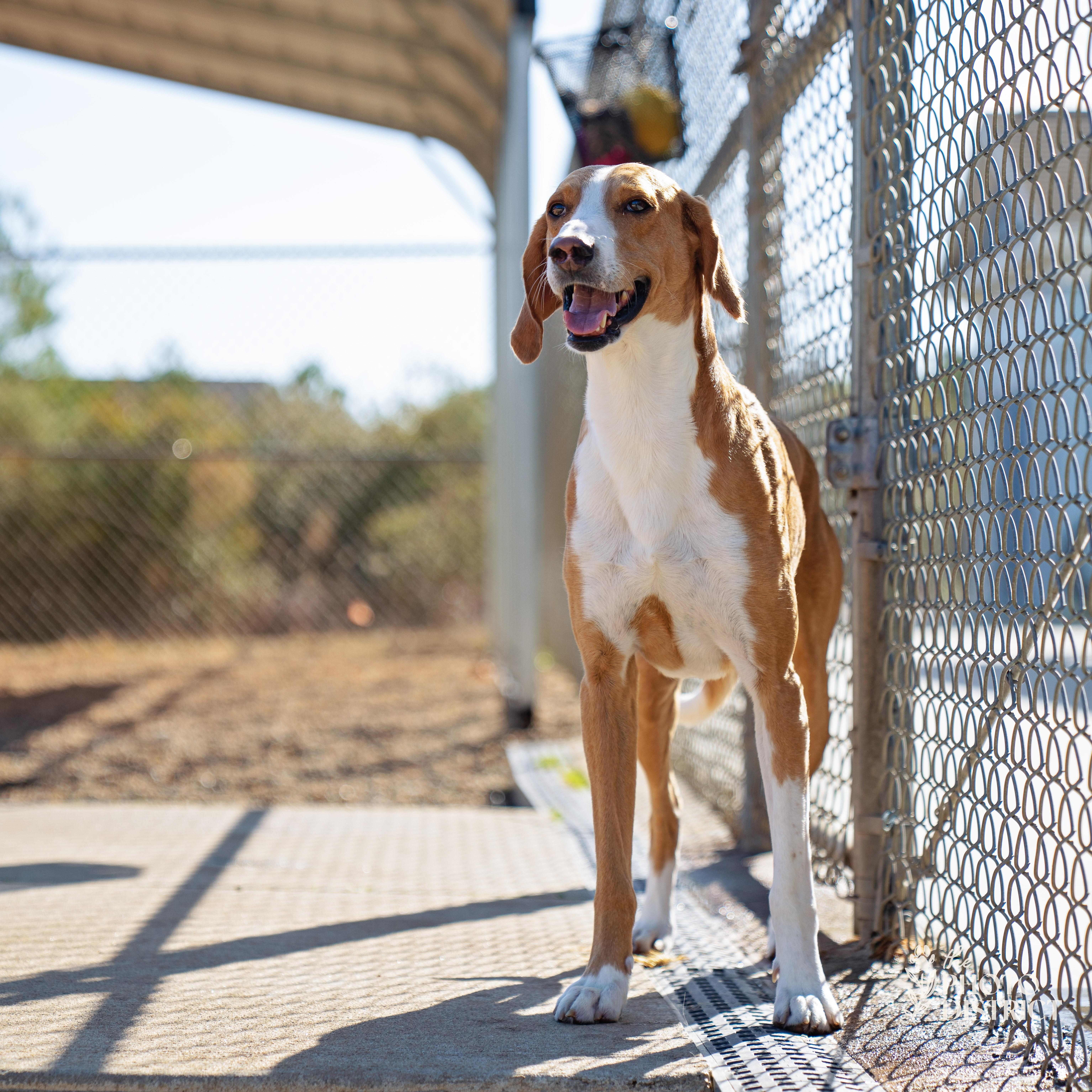Enlarge Cody, a Adoptable mixed breed in Winnabow, NC image 3/6