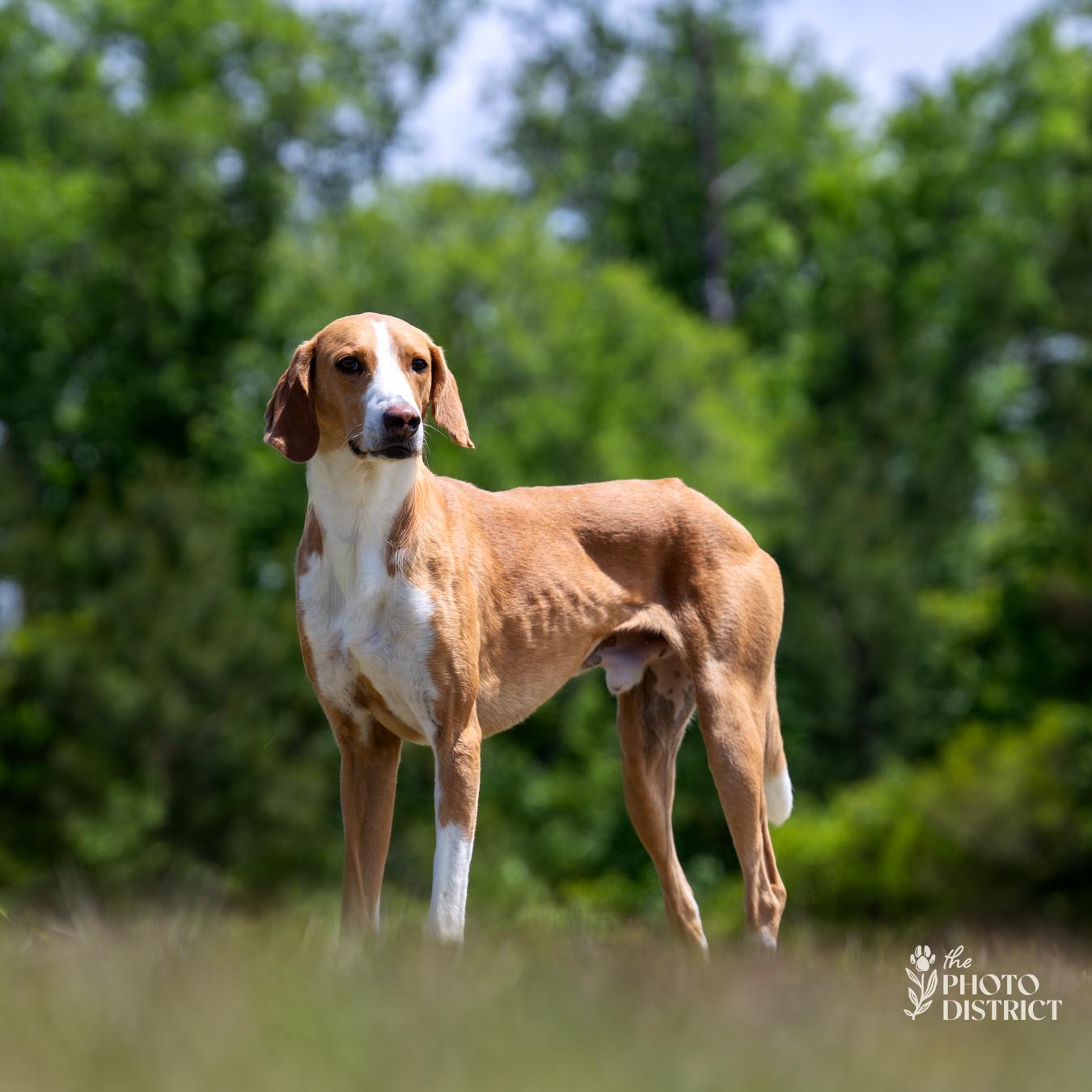 Enlarge Cody, a Adoptable mixed breed in Winnabow, NC image 3/6
