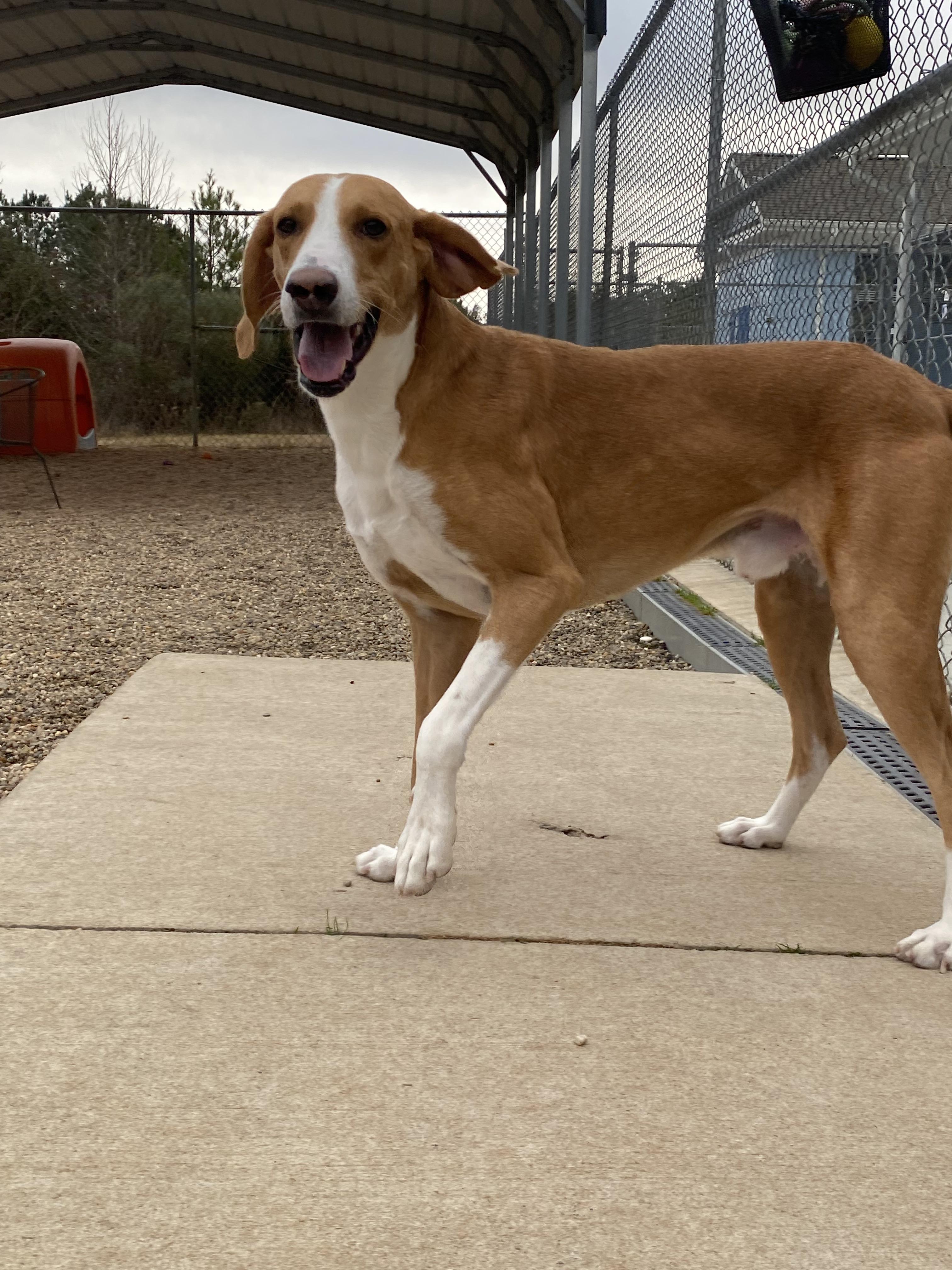 Enlarge Cody, a Adoptable mixed breed in Winnabow, NC image 4/6