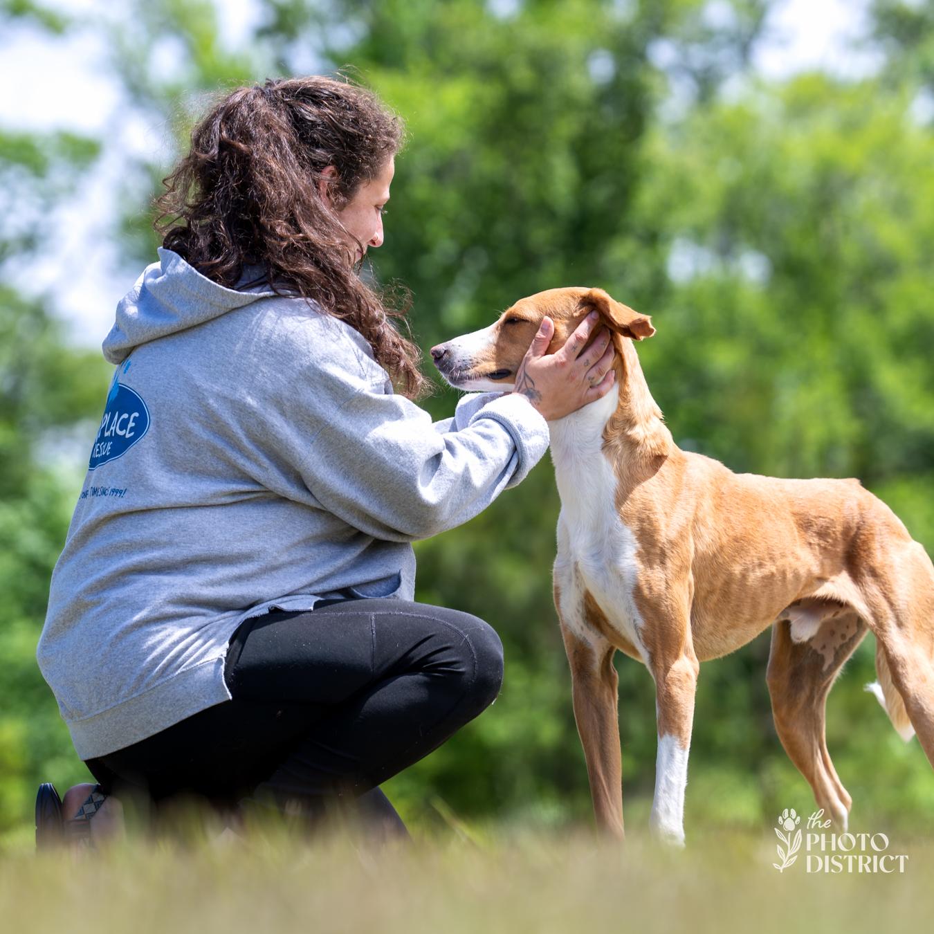 Enlarge Cody, a Adoptable mixed breed in Winnabow, NC image 5/6