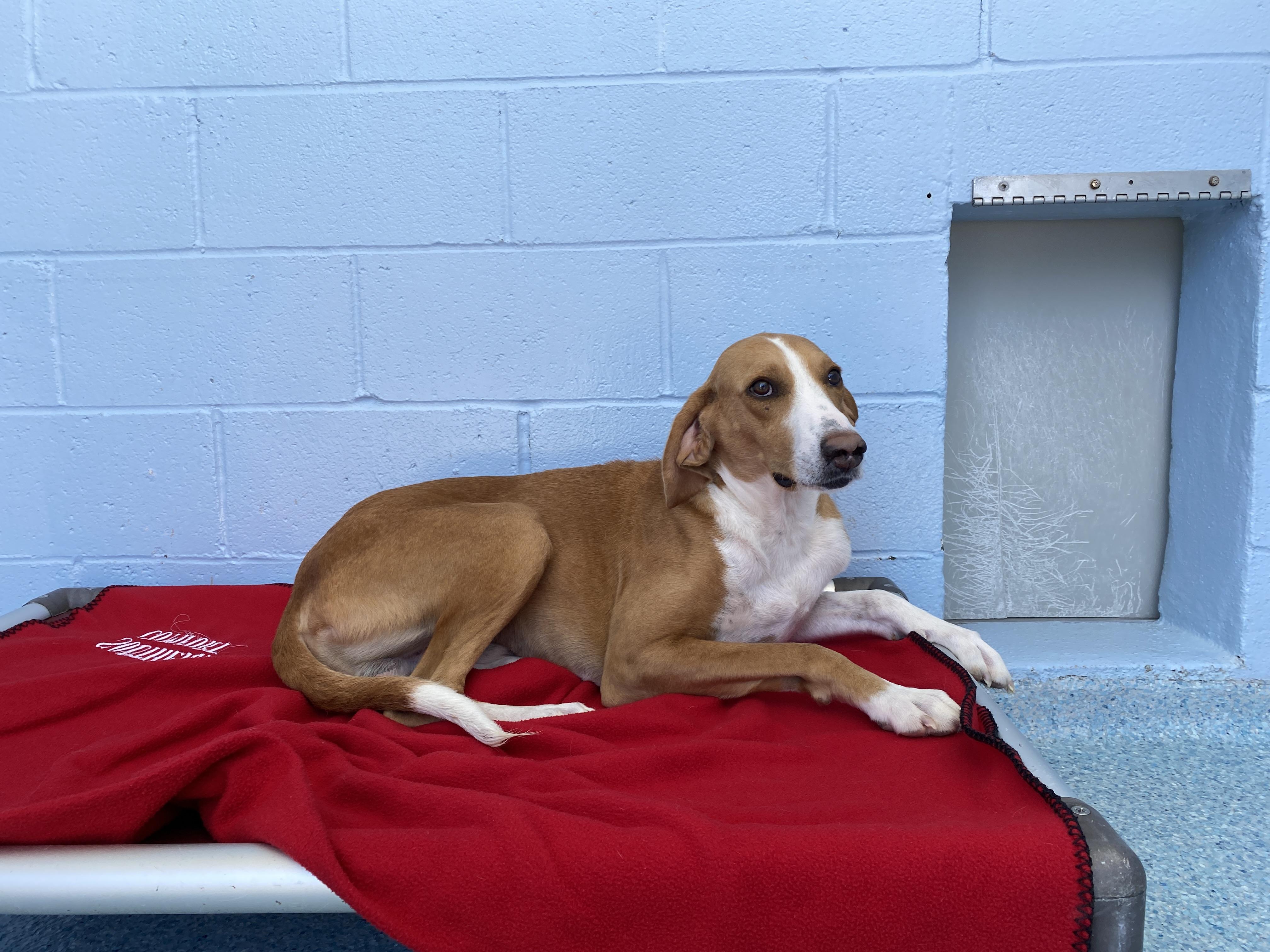 Cody, a Adoptable mixed breed in Winnabow, NC image 4/6