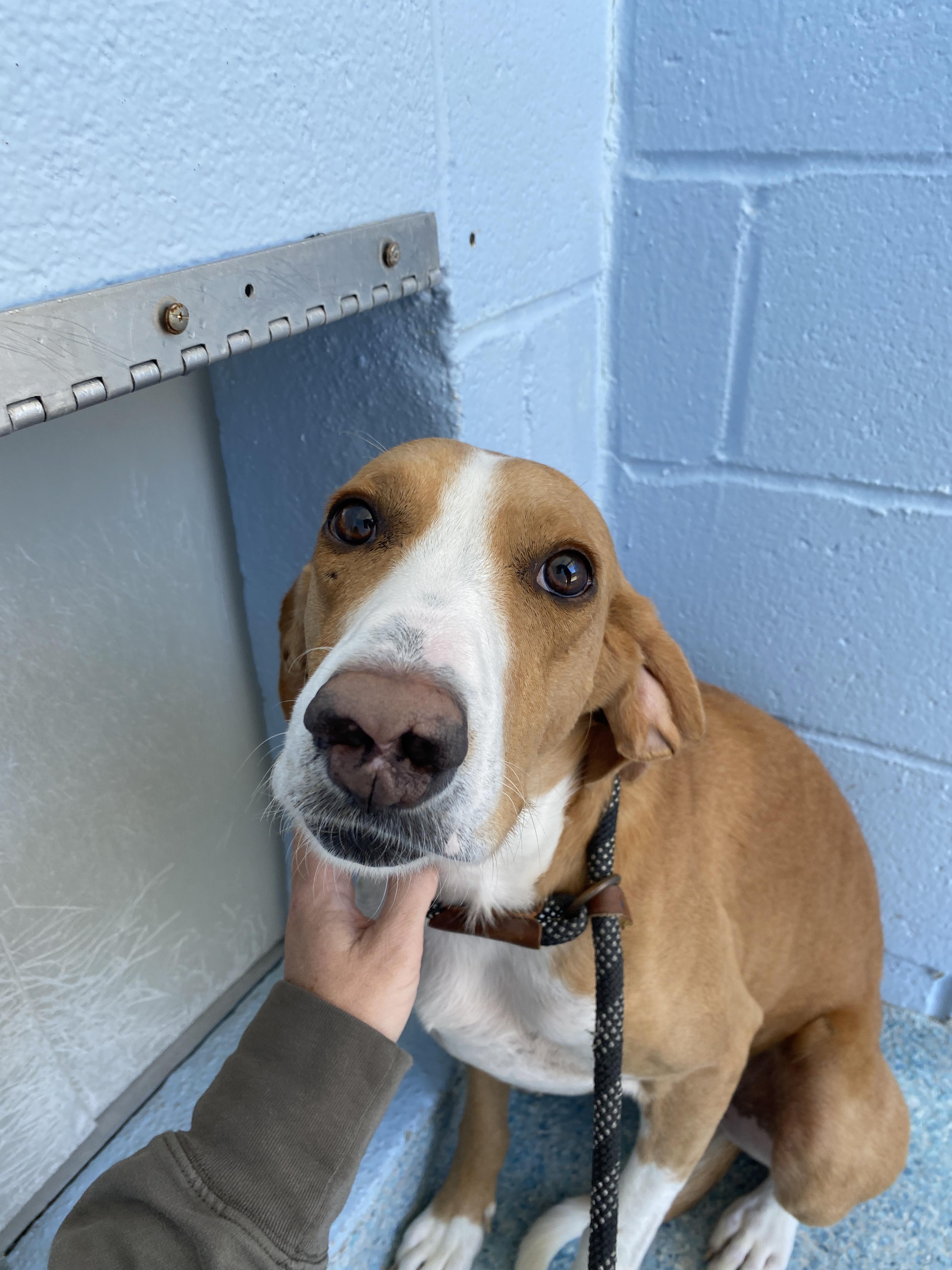 Cody, a Adoptable mixed breed in Winnabow, NC image 5/6