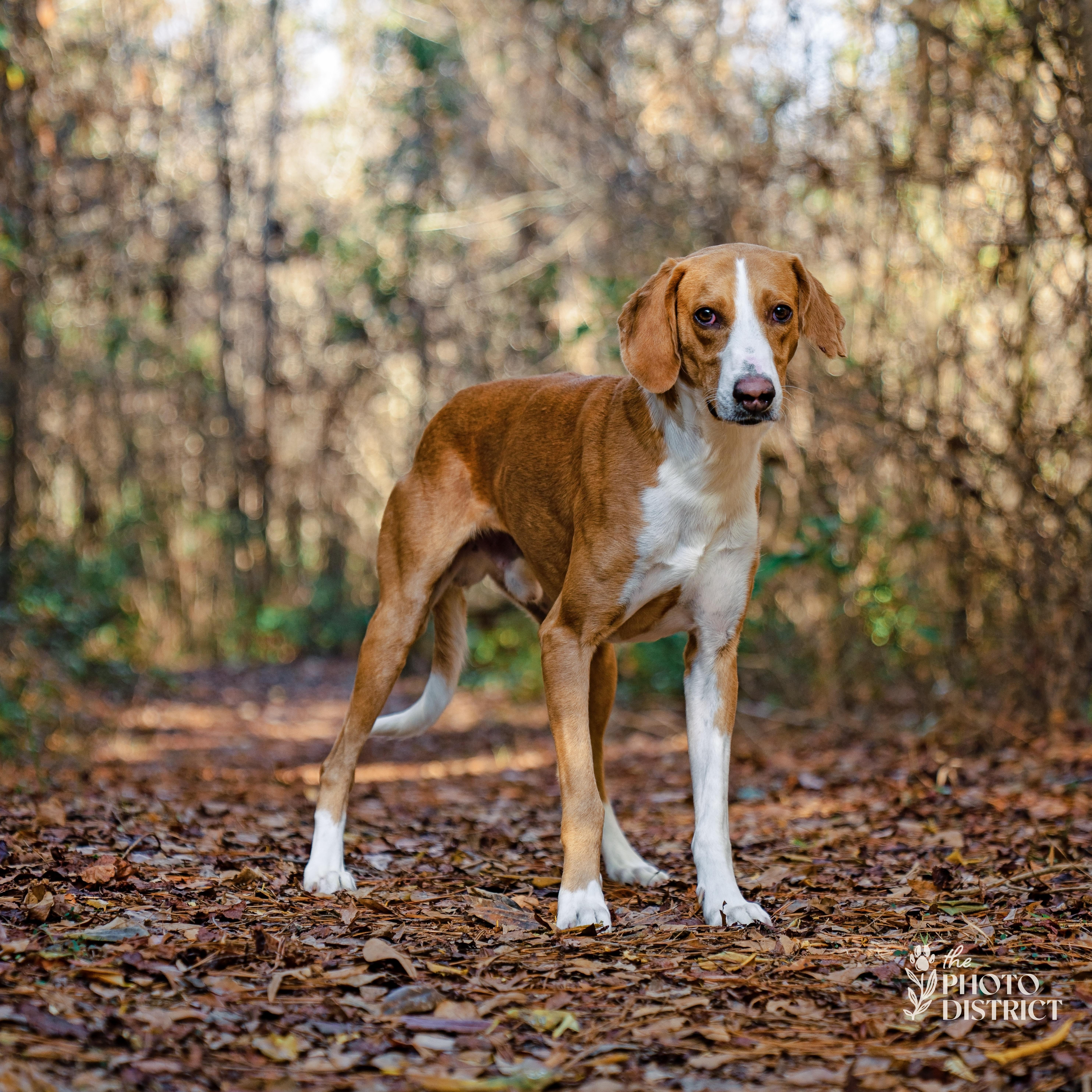 Enlarge Cody, a Adoptable mixed breed in Winnabow, NC image 6/6