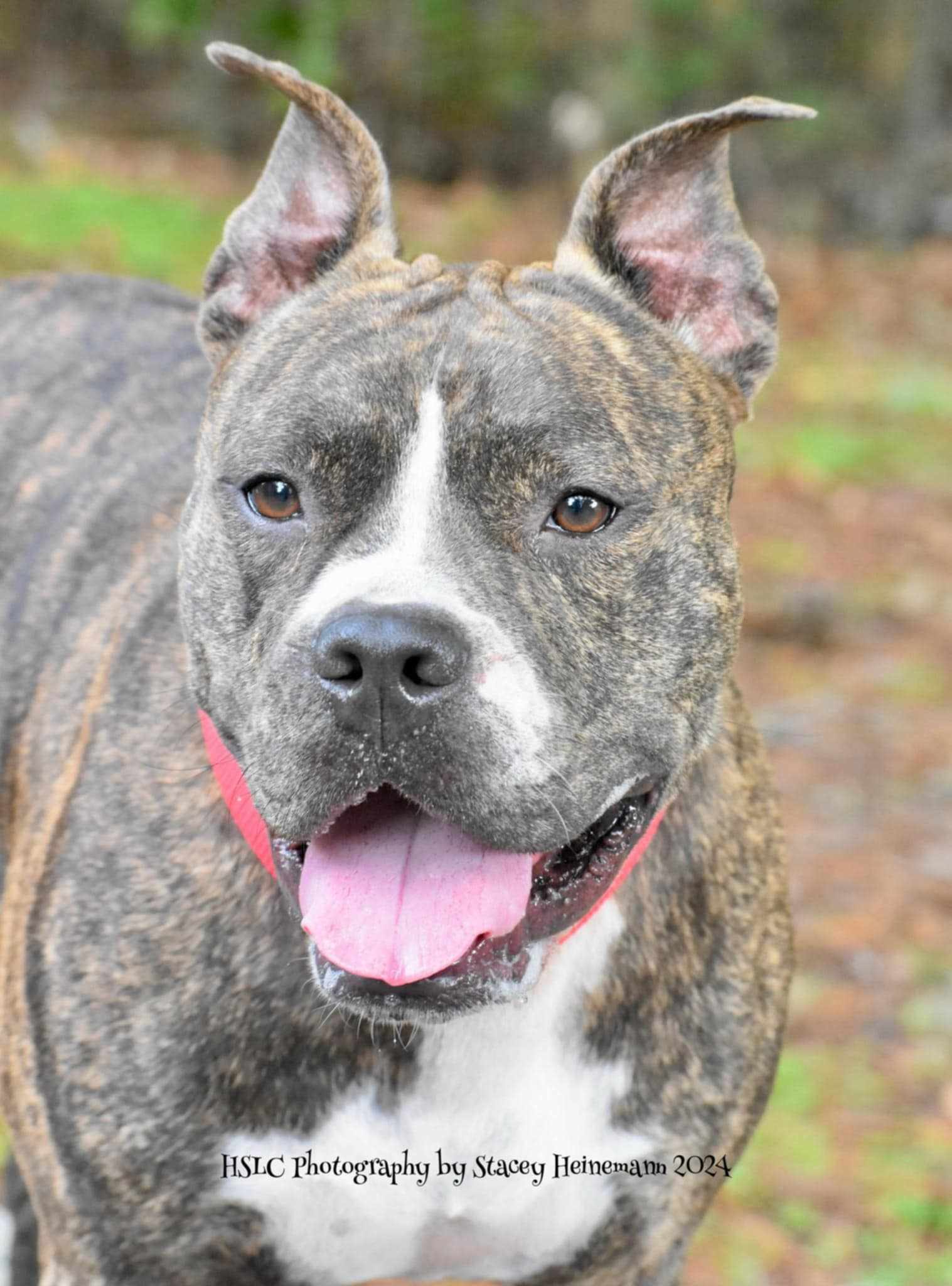 Dog for adoption Buckley *Trained*, a Boxer & Terrier Mix in Umatilla