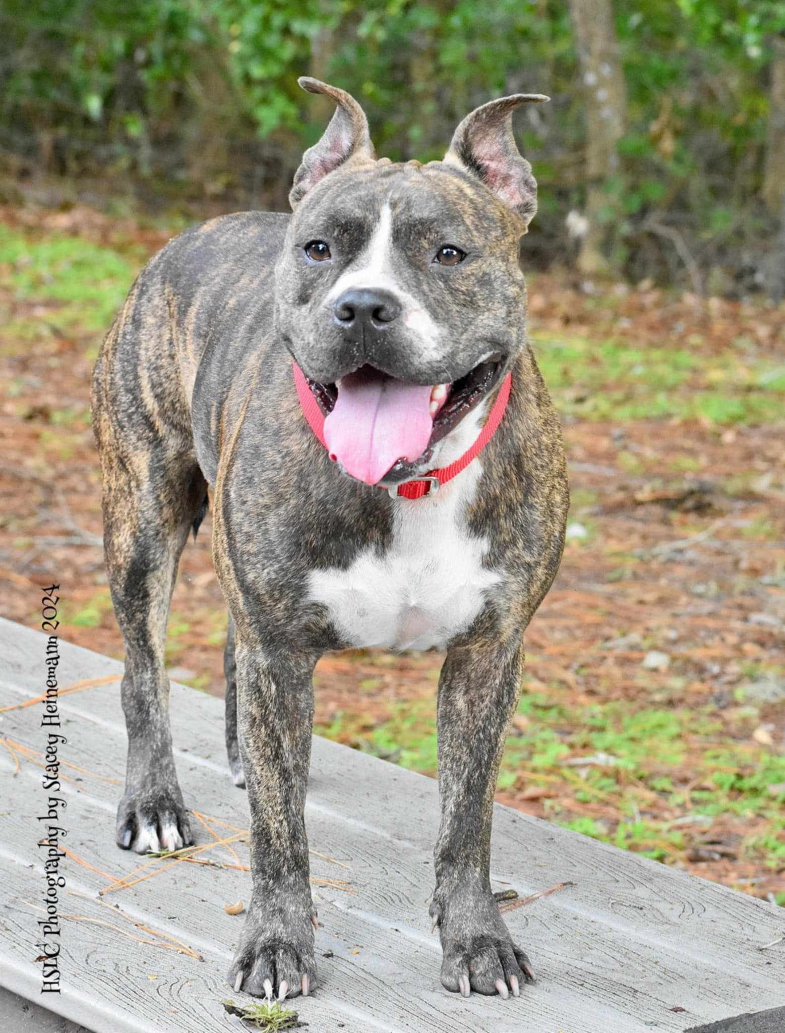 Dog for adoption Buckley *Trained*, a Boxer & Terrier Mix in Umatilla