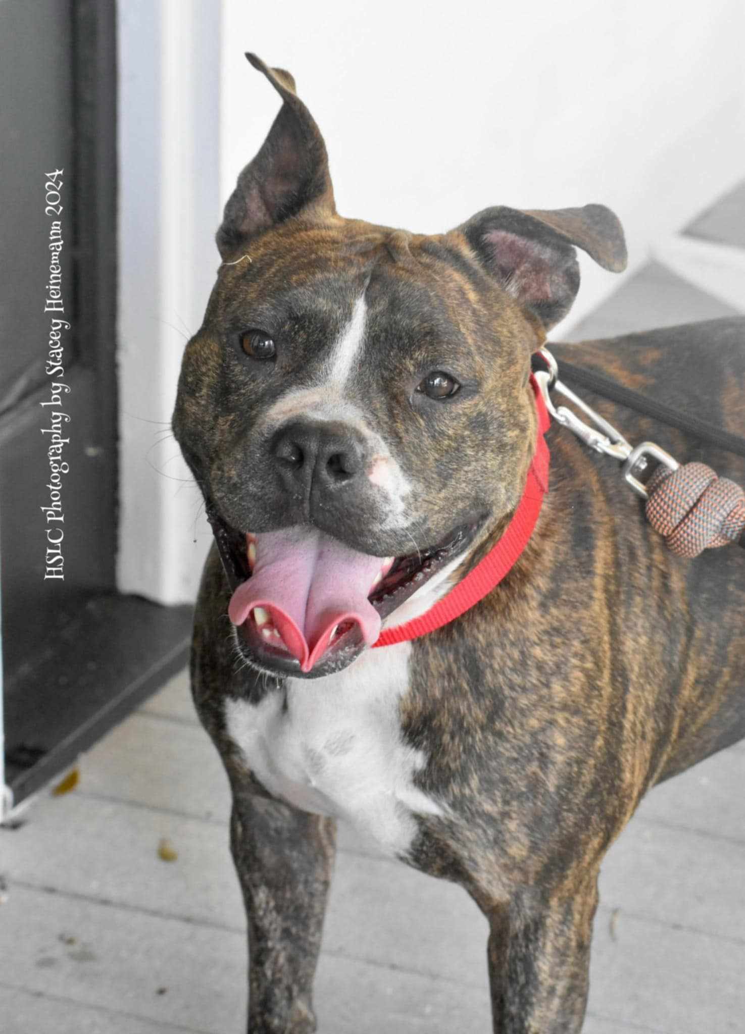 Dog for adoption Buckley *Trained*, a Boxer & Terrier Mix in Umatilla