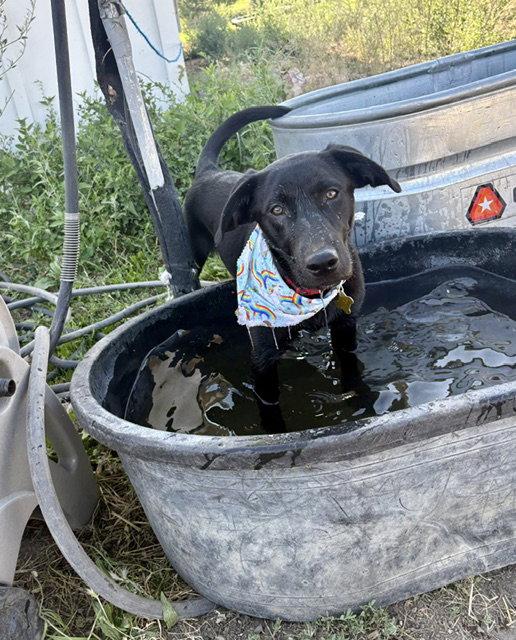 Enlarge Jett Black, a Adoptable Labrador Retriever in Salt Lake City, UT image 3/3