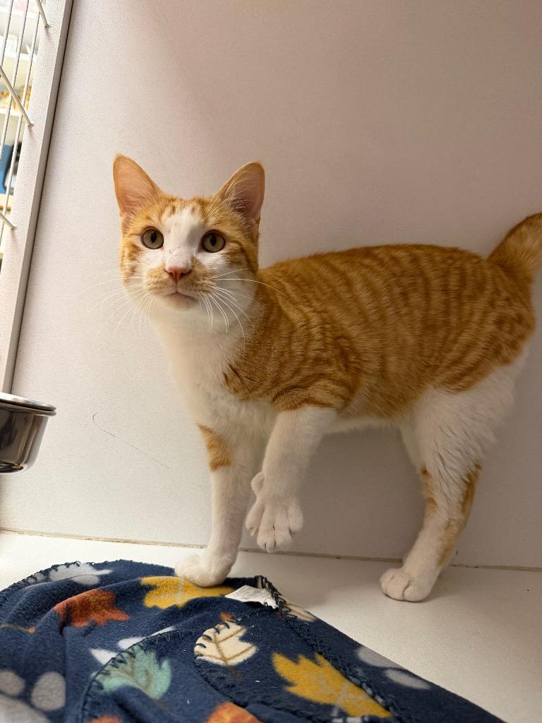 Landry, Adoptable, Young Male Domestic Short Hair.