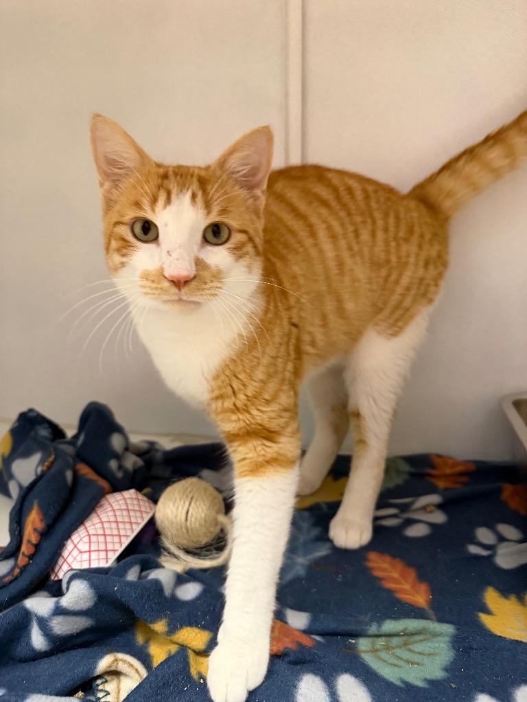 Enlarge Landry, a Adoptable mixed breed in Waverly, NY image 2/5