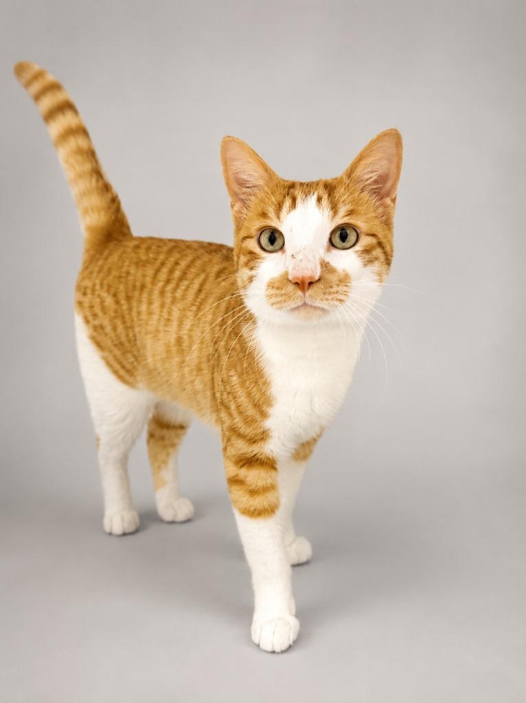 Enlarge Landry, a Adoptable mixed breed in Waverly, NY image 3/6