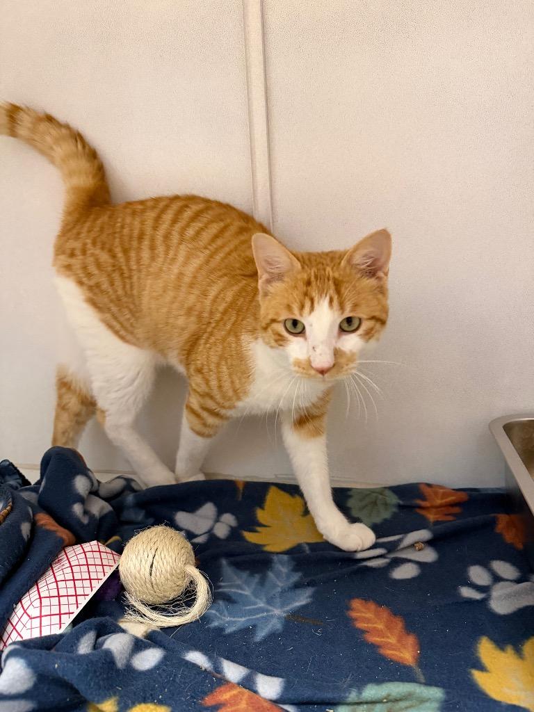 Enlarge Landry, a Adoptable mixed breed in Waverly, NY image 3/5