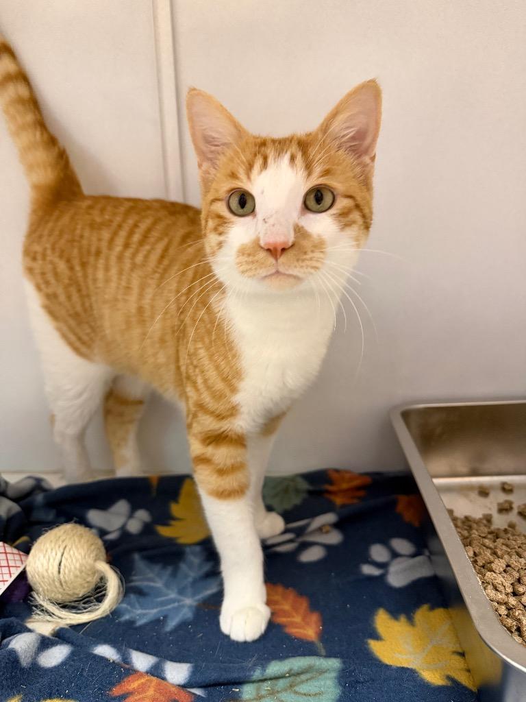 Enlarge Landry, a Adoptable mixed breed in Waverly, NY image 4/5