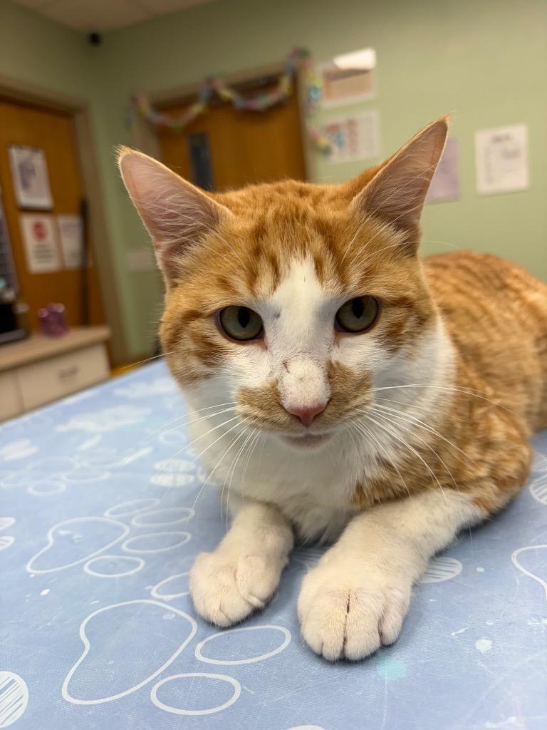 Enlarge Landry, a Adoptable mixed breed in Waverly, NY image 5/5