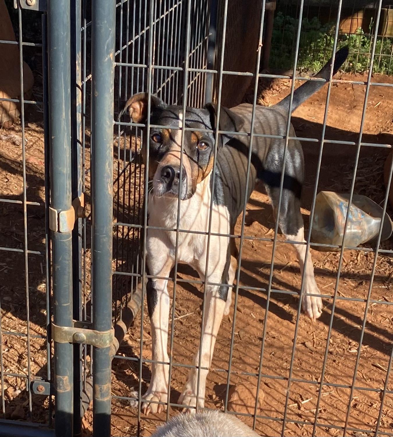 Mack, Adoptable, Adult Male Parson Russell Terrier & Fox Terrier.