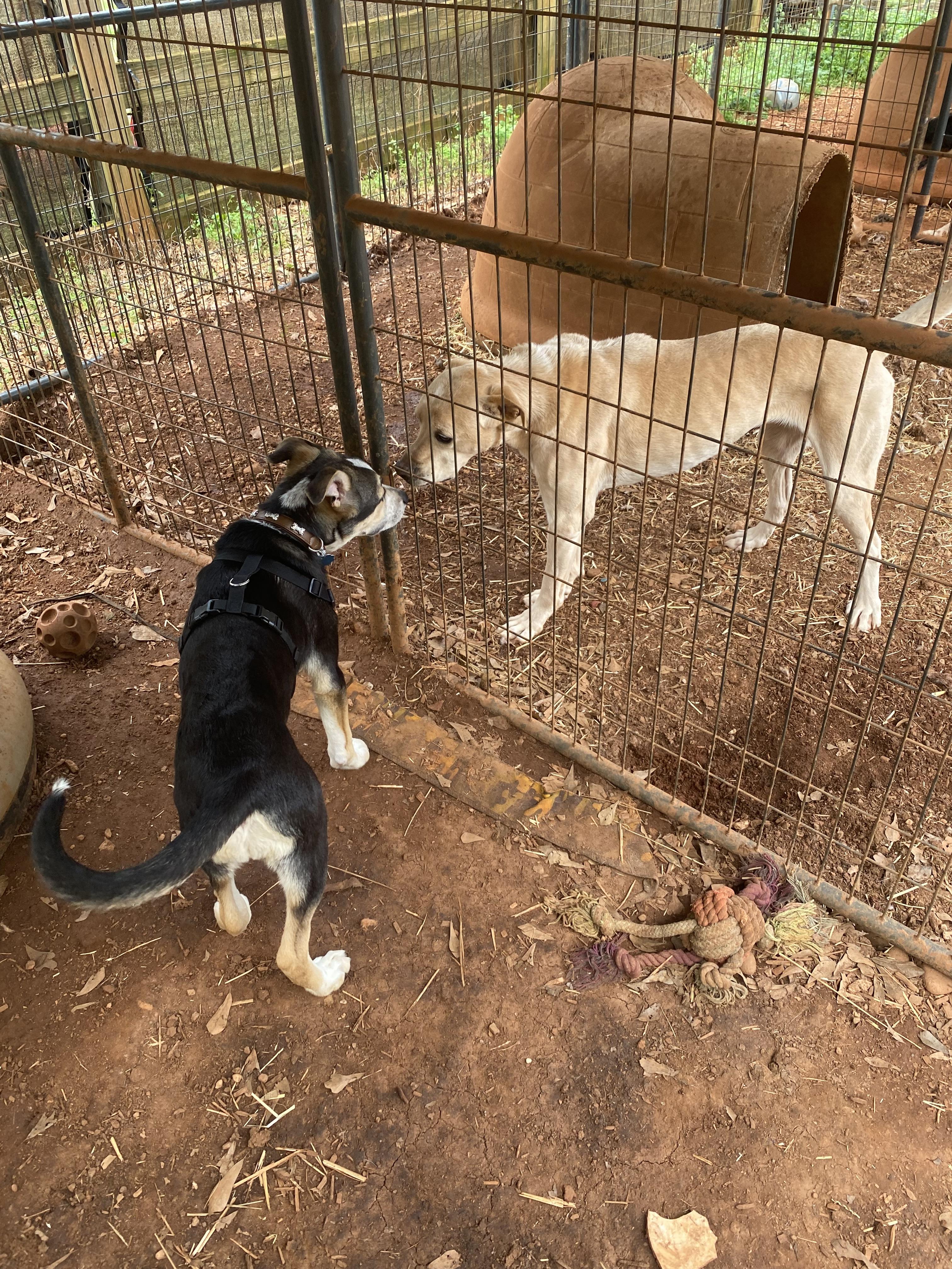Enlarge Mack, a Adoptable mixed breed in Newtown, CT image 2/5