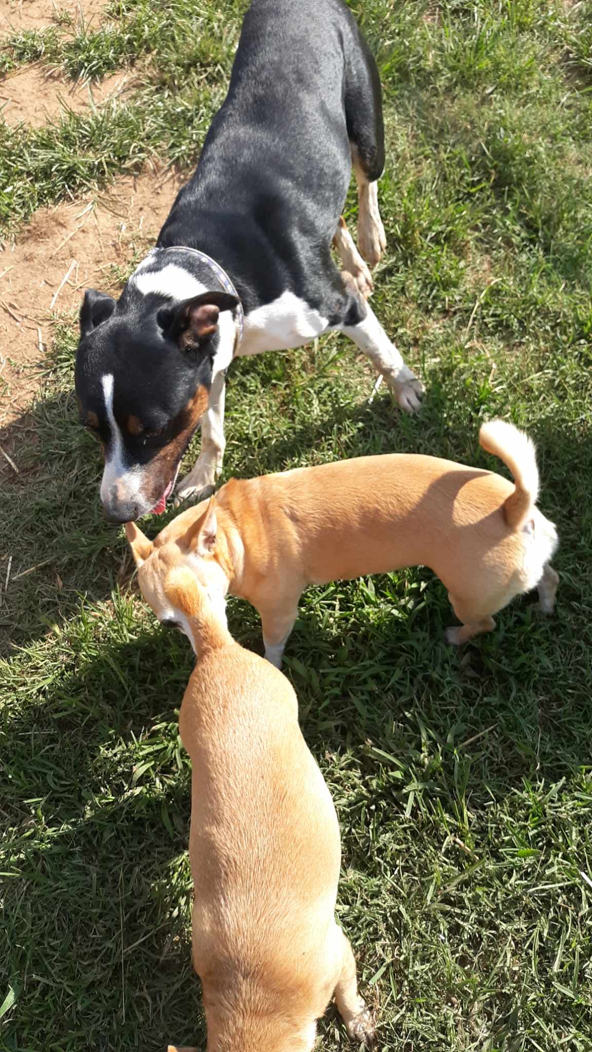 Enlarge Mack, a Adoptable mixed breed in Newtown, CT image 5/5