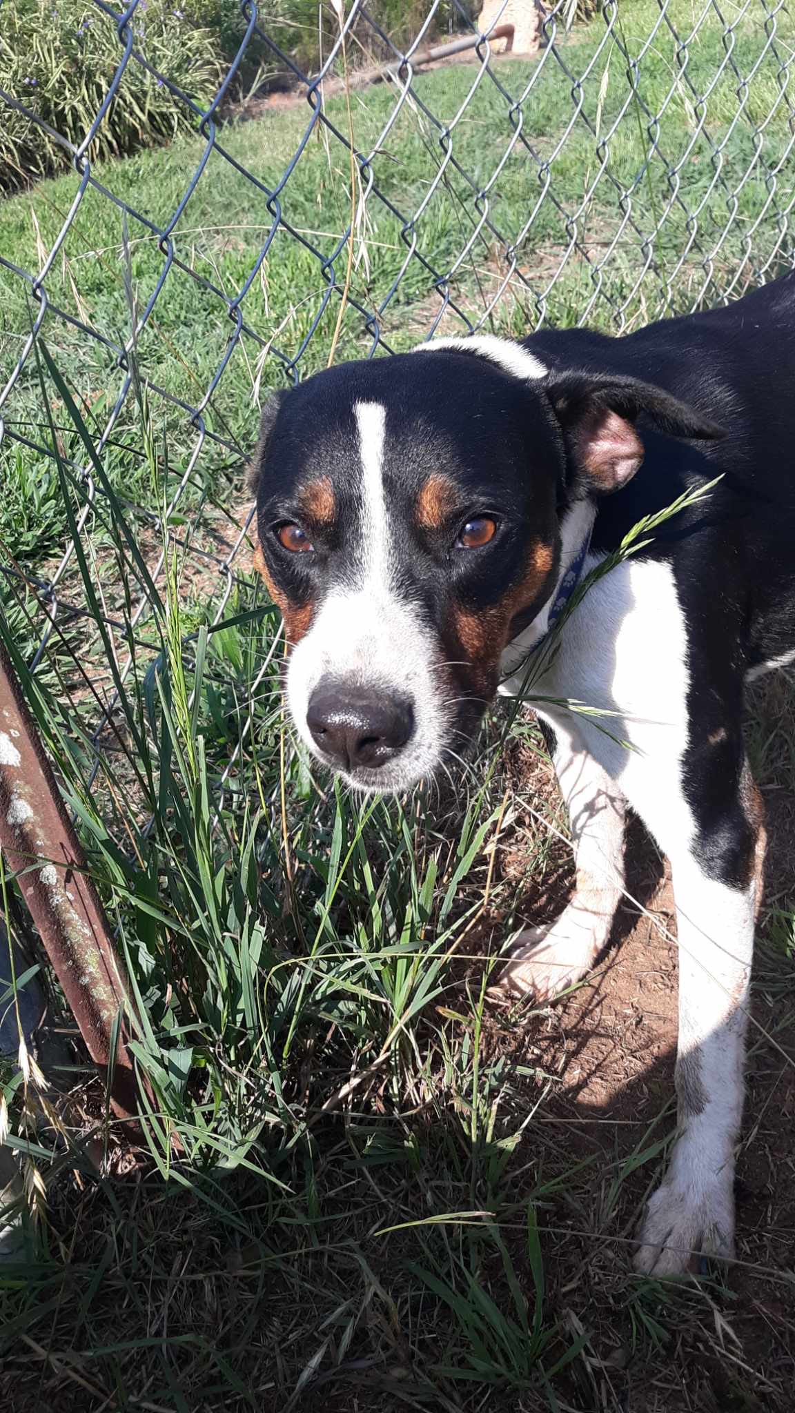 Enlarge Mack, a Adoptable mixed breed in Newtown, CT image 4/5
