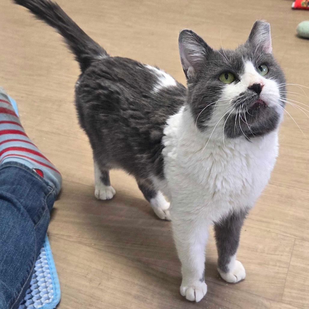 Marshmellow, Adoptable, Adult Male Domestic Short Hair.