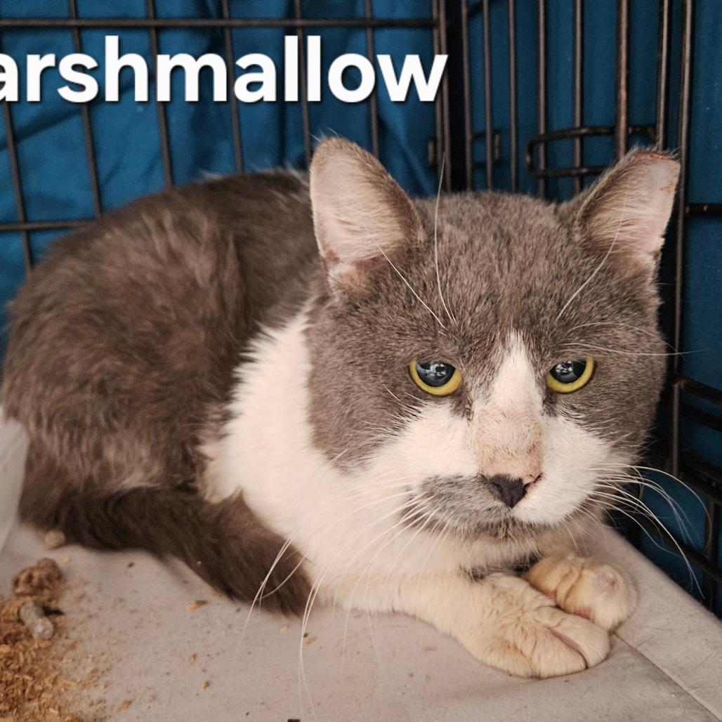 Marshmellow, Adoptable, Adult Male Domestic Short Hair.