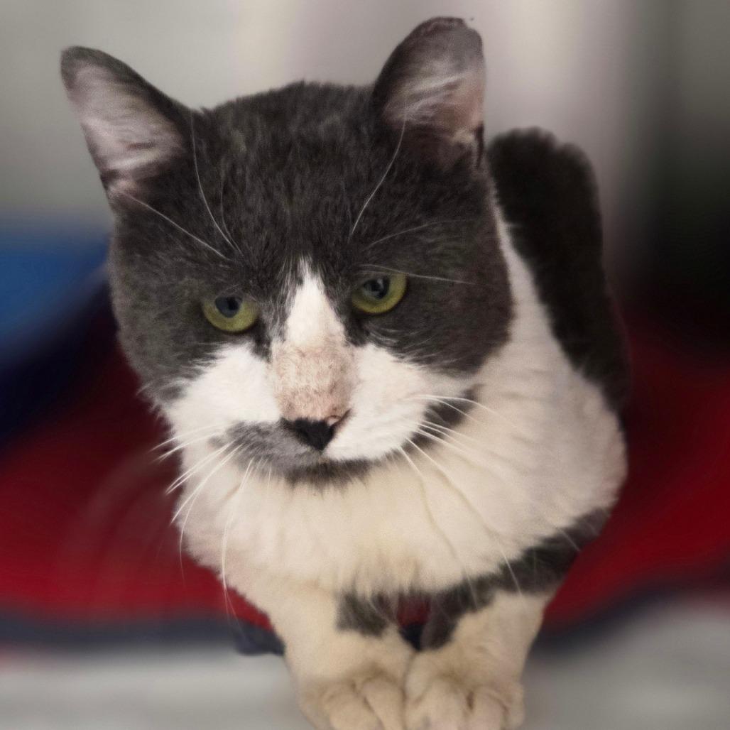 Enlarge Marshmellow, a Adoptable Domestic Short Hair in Oneonta, NY image 2/3