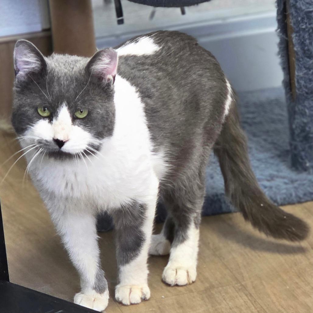 Enlarge Marshmellow, a Adoptable Domestic Short Hair in Oneonta, NY image 5/6