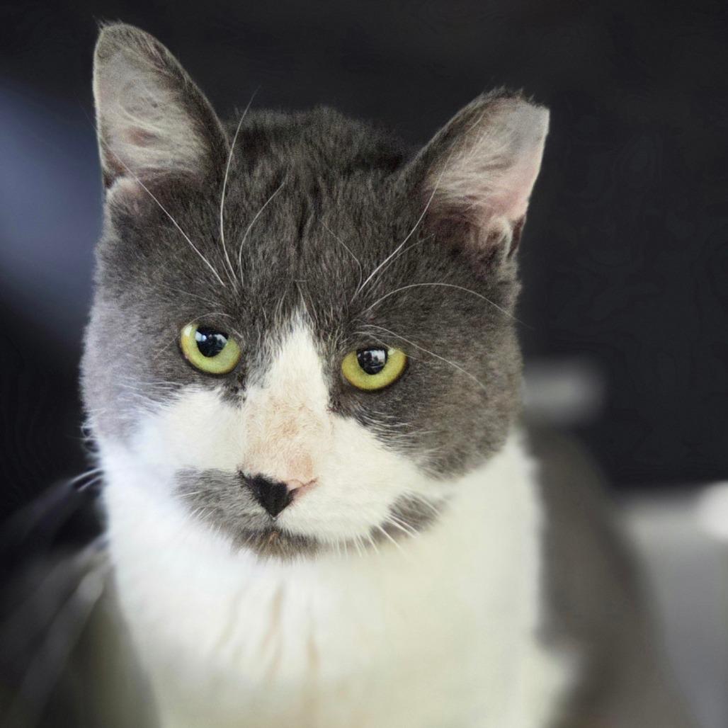 Enlarge Marshmellow, a Adoptable Domestic Short Hair in Oneonta, NY image 6/6