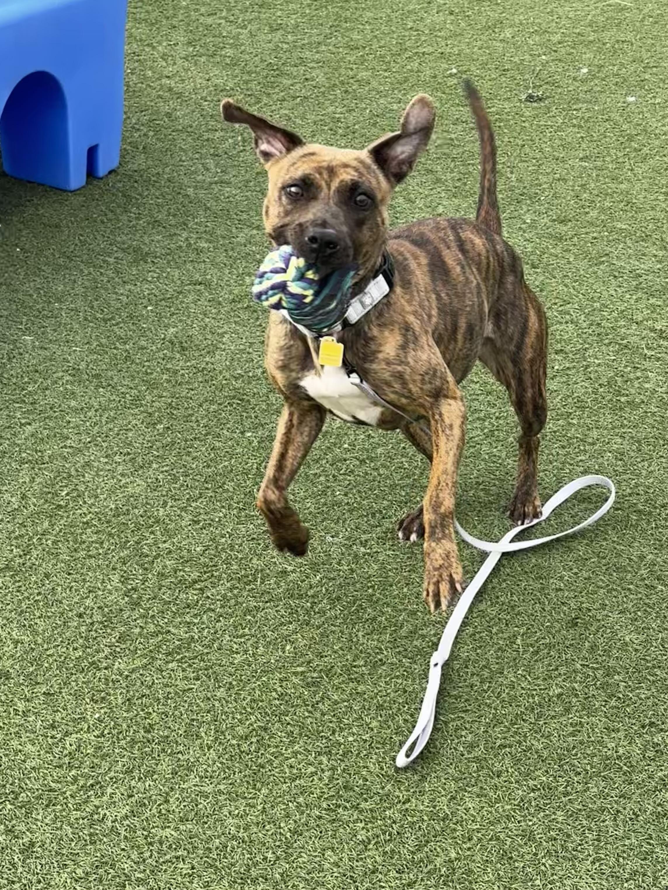 Enlarge Rhea, an adoptable mixed breed in Cleveland, OH image 1/6