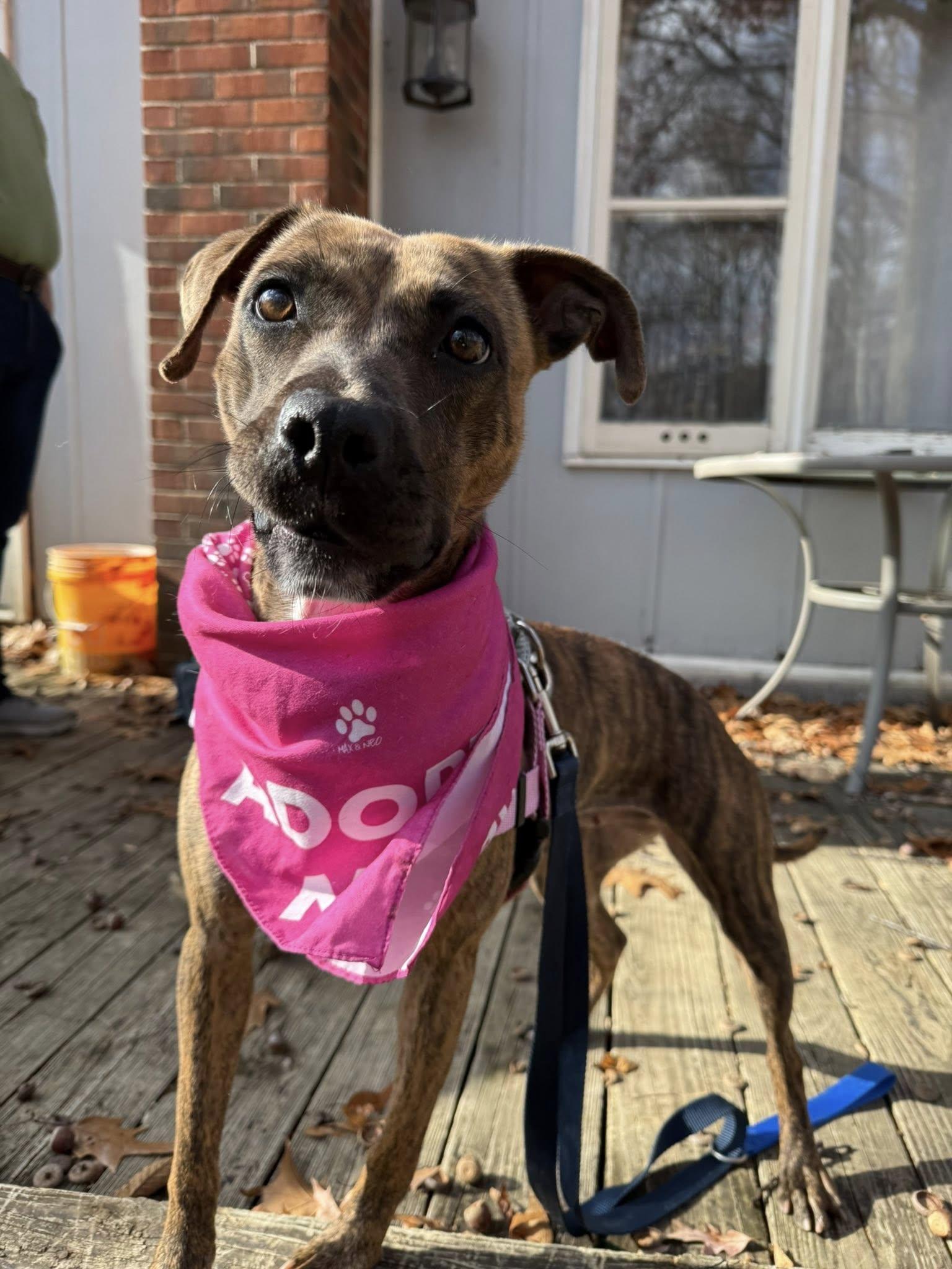 Enlarge Rhea, an adoptable mixed breed in Cleveland, OH image 2/6