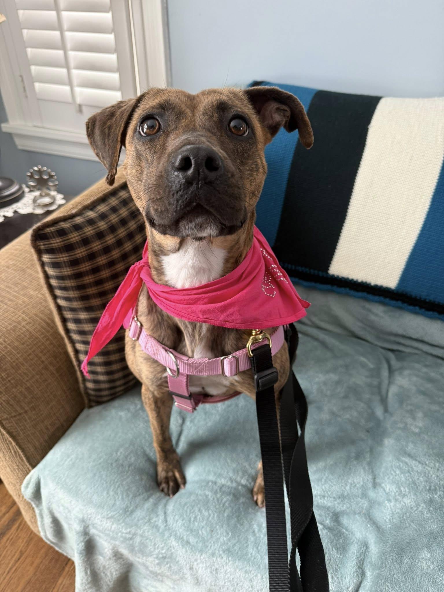 Enlarge Rhea, an adopted mixed breed in Cleveland, OH image 1/6