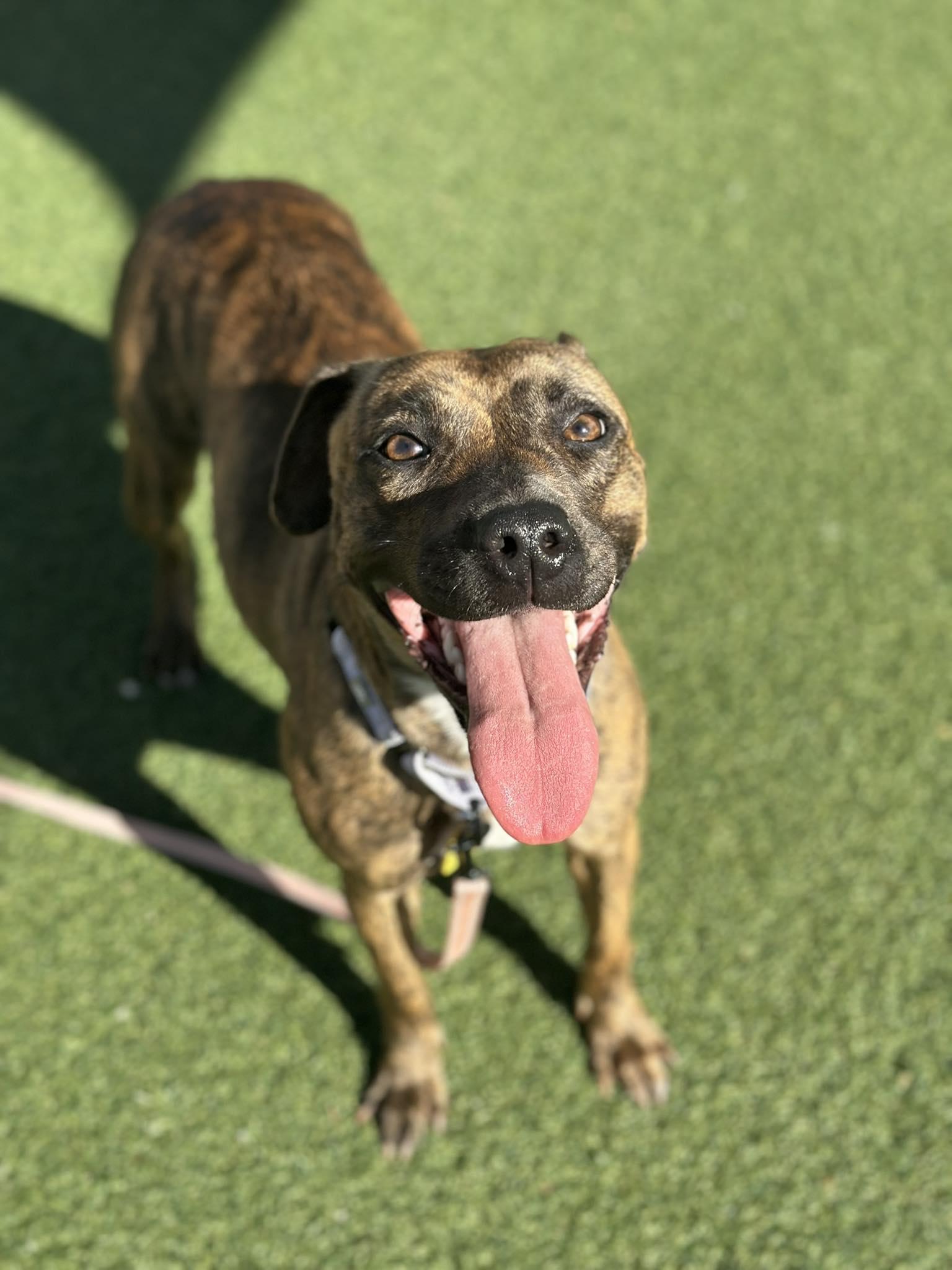 Enlarge Rhea, an adoptable mixed breed in Cleveland, OH image 6/6