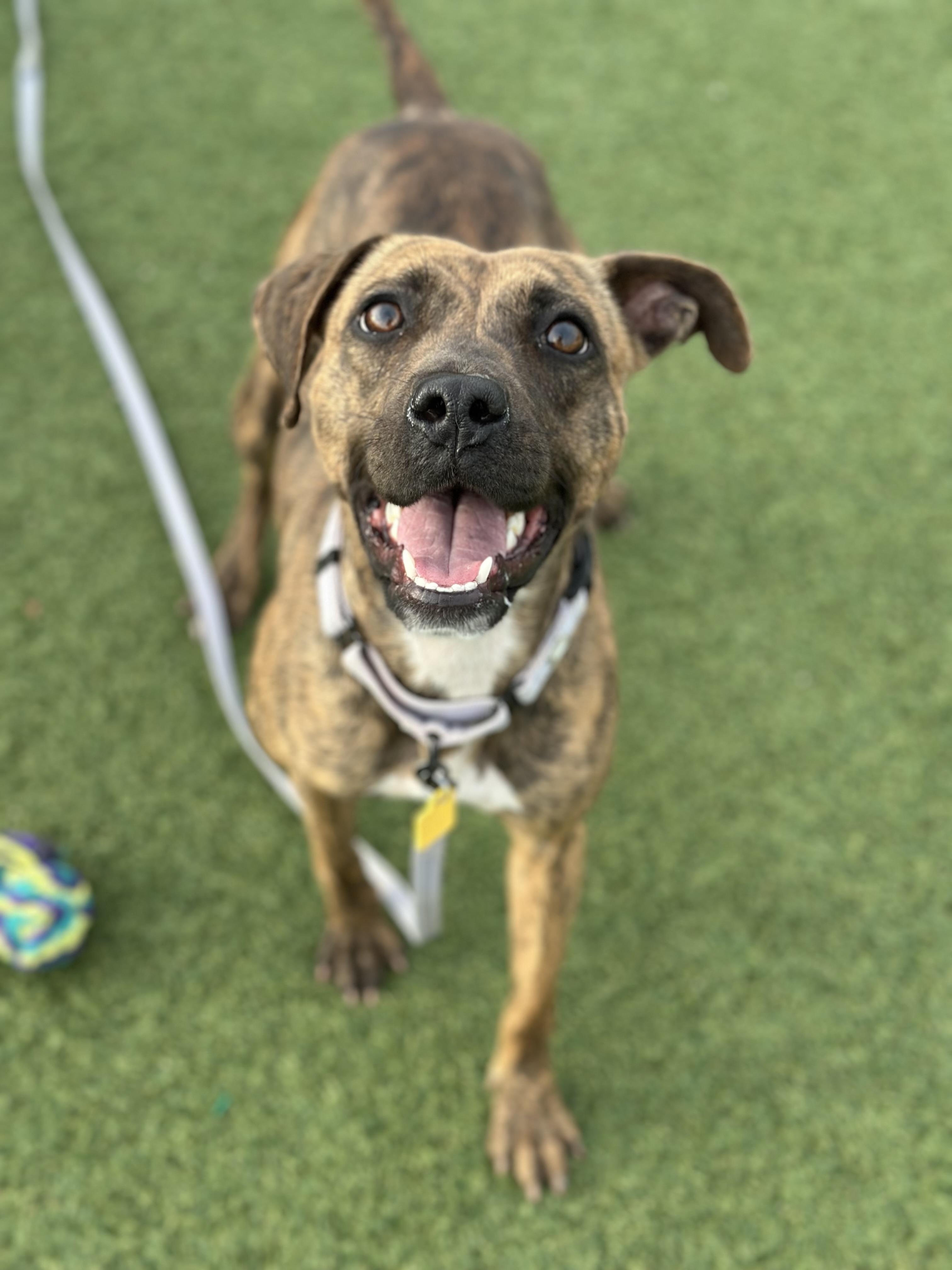 Enlarge Rhea, an adoptable mixed breed in Cleveland, OH image 3/6
