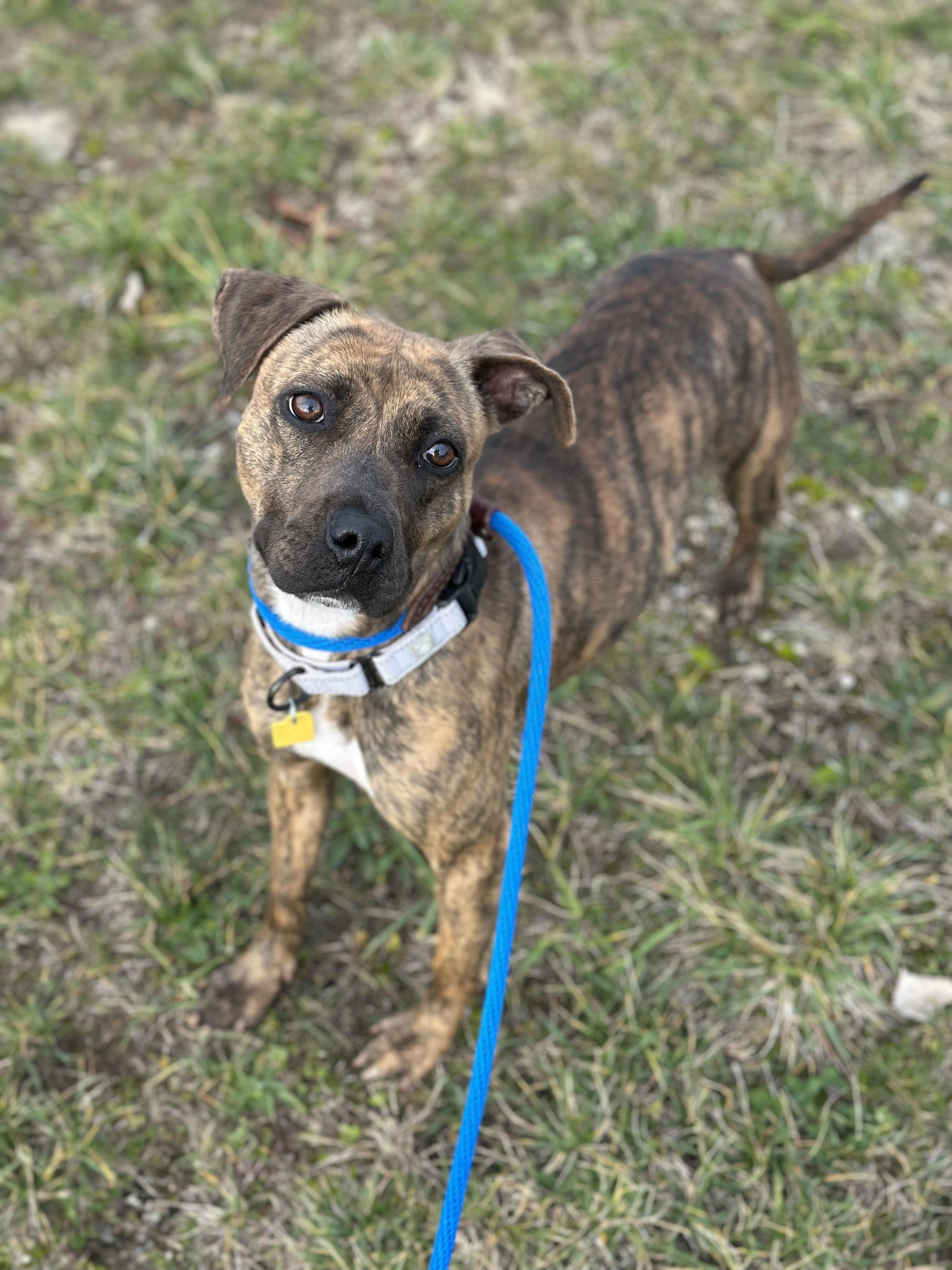 Enlarge Rhea, an adoptable mixed breed in Cleveland, OH image 4/6