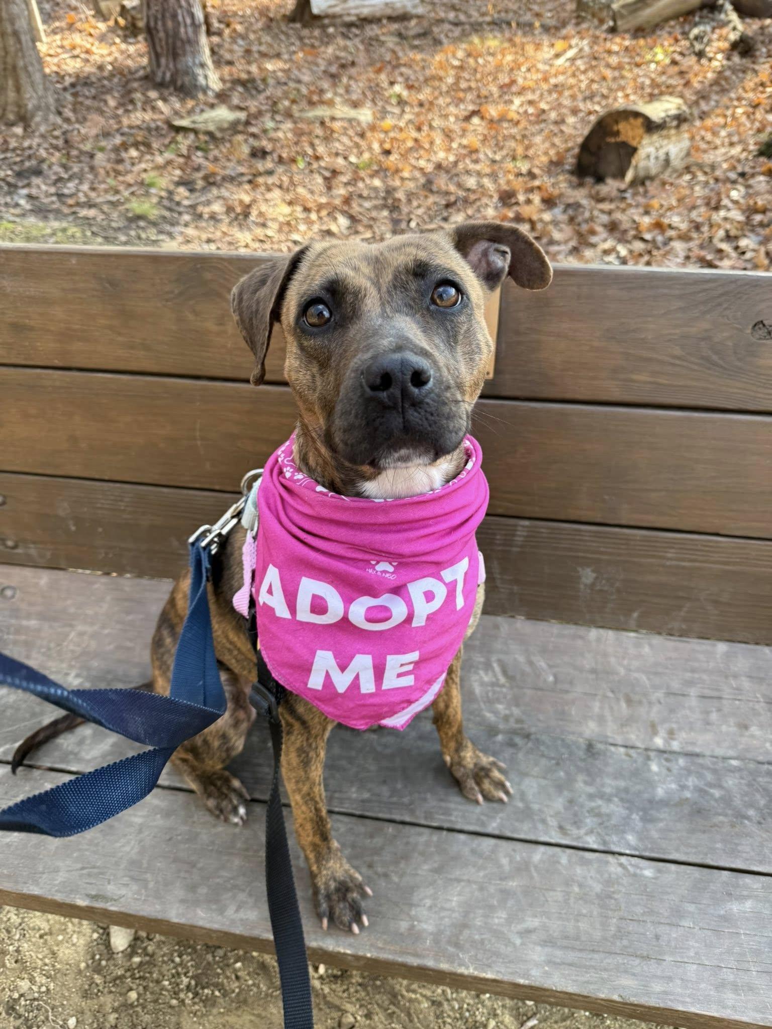 Enlarge Rhea, an adoptable mixed breed in Cleveland, OH image 5/6