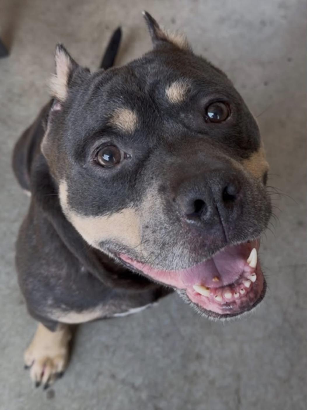 Braxton, a Adoptable Pit Bull Terrier in Minneapolis, MN image 1/6