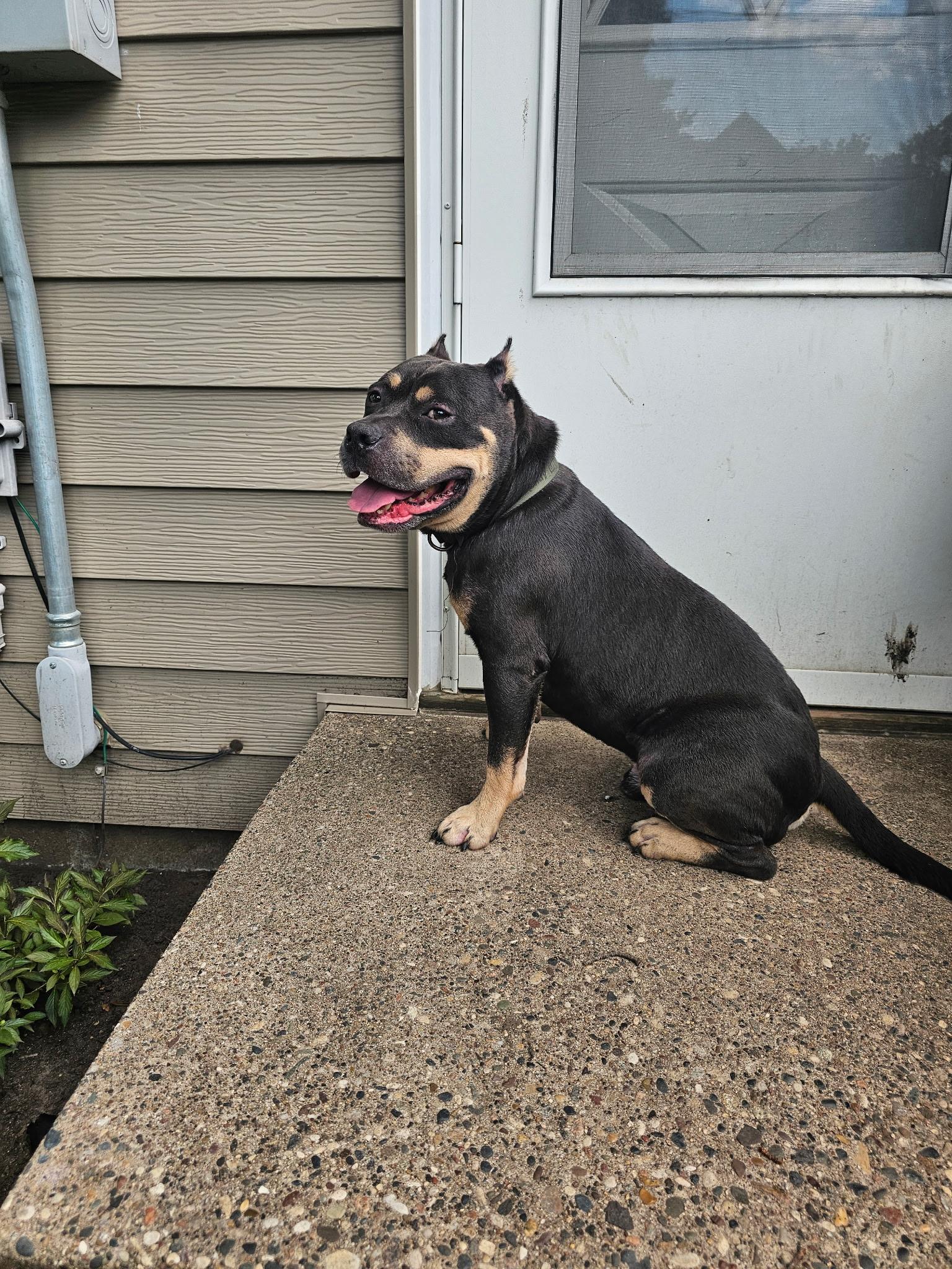 Braxton, a Adoptable Pit Bull Terrier in Minneapolis, MN image 2/6