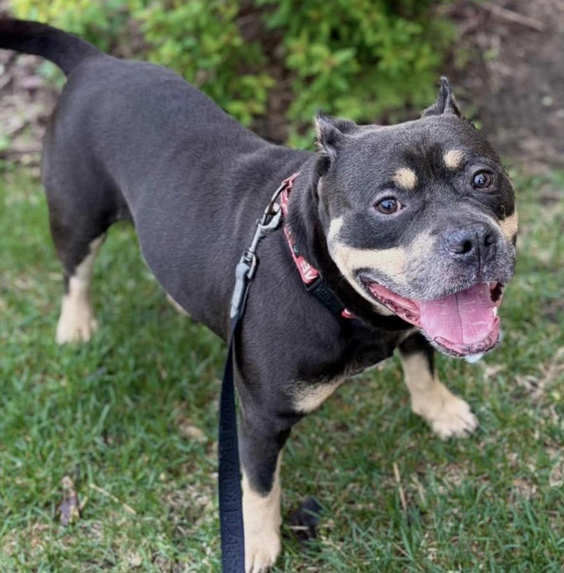 Braxton, a Adoptable Pit Bull Terrier in Minneapolis, MN image 3/6